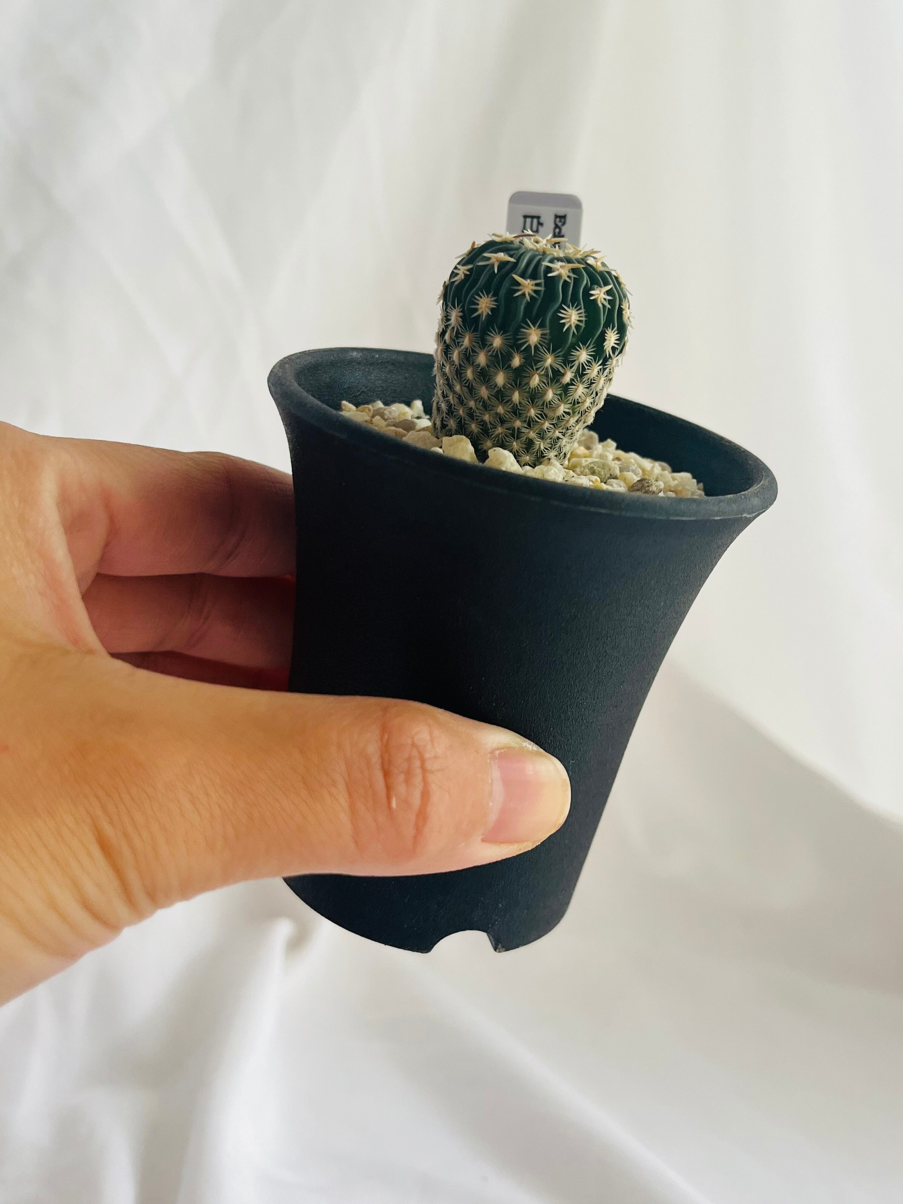 け　阿修羅　白幽霊　大白鯊　金剛　鉢植え発送 金鯱（キンシャチ） Echinocactus grusonii 3.5号プラ鉢 写真