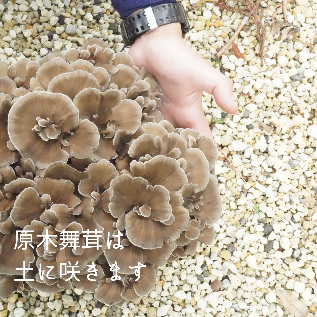 舞茸様 Amazon.co.jp: いちまさ ビタミンD 舞茸 希なり ビタミンD 舞茸