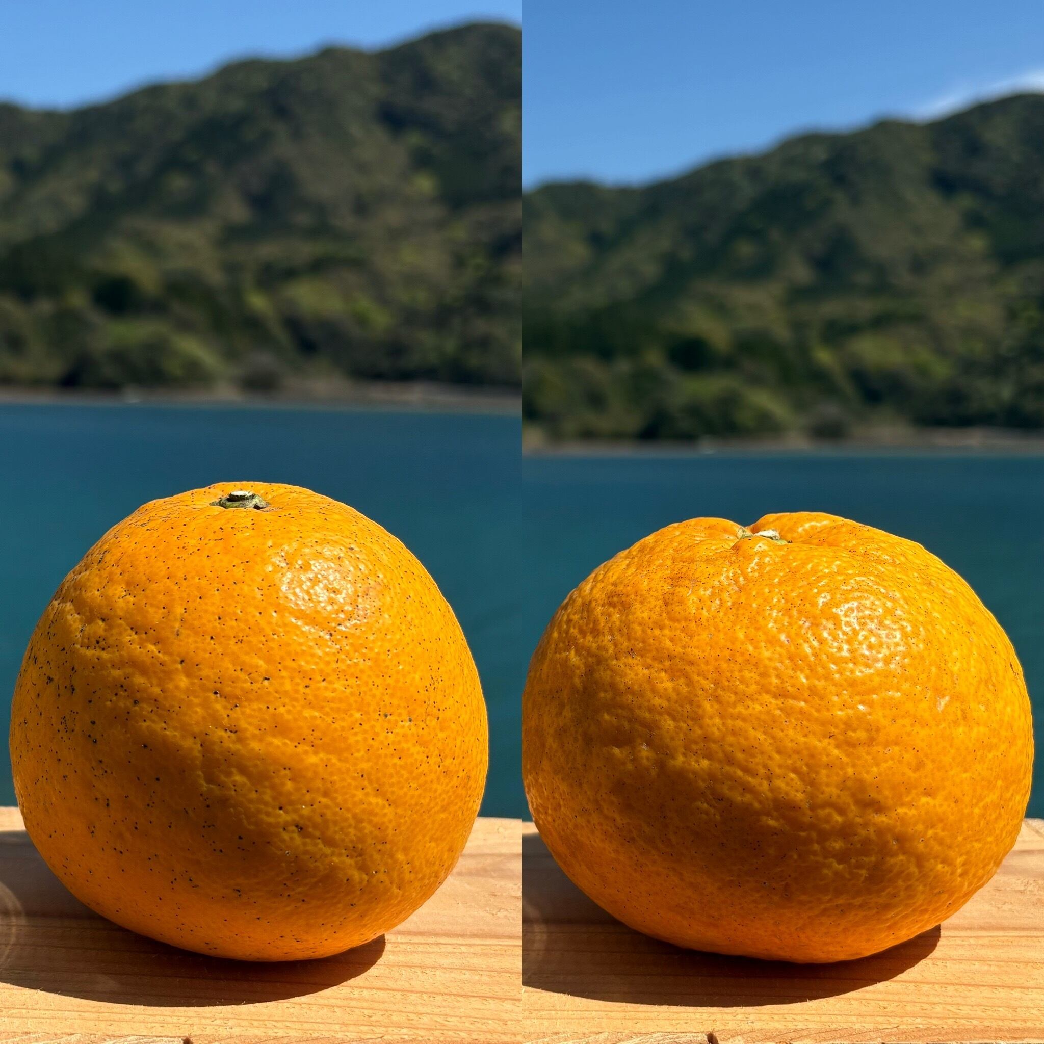 しあわせの樹 あまくさ