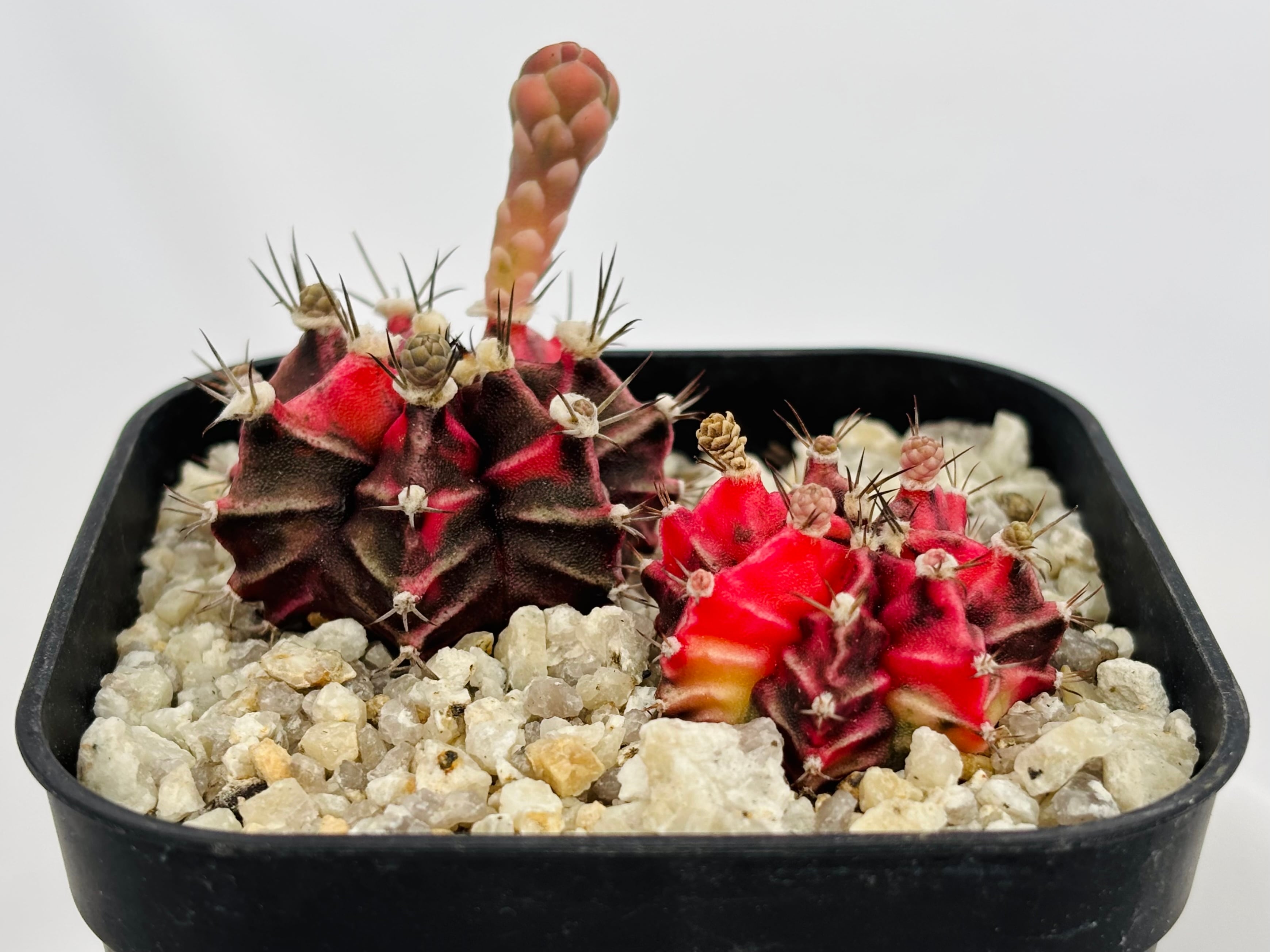 Gymnocalycium mihanovichii 緋牡丹錦 サボテン