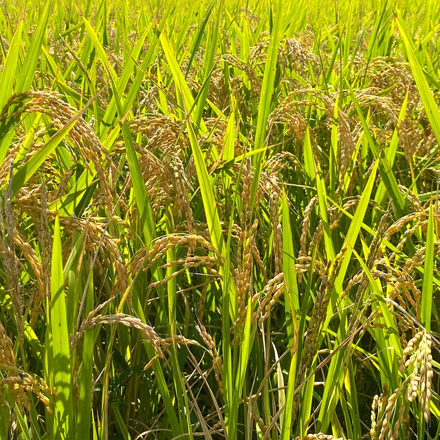 【定期便】能登島のふるさと米（5kg）