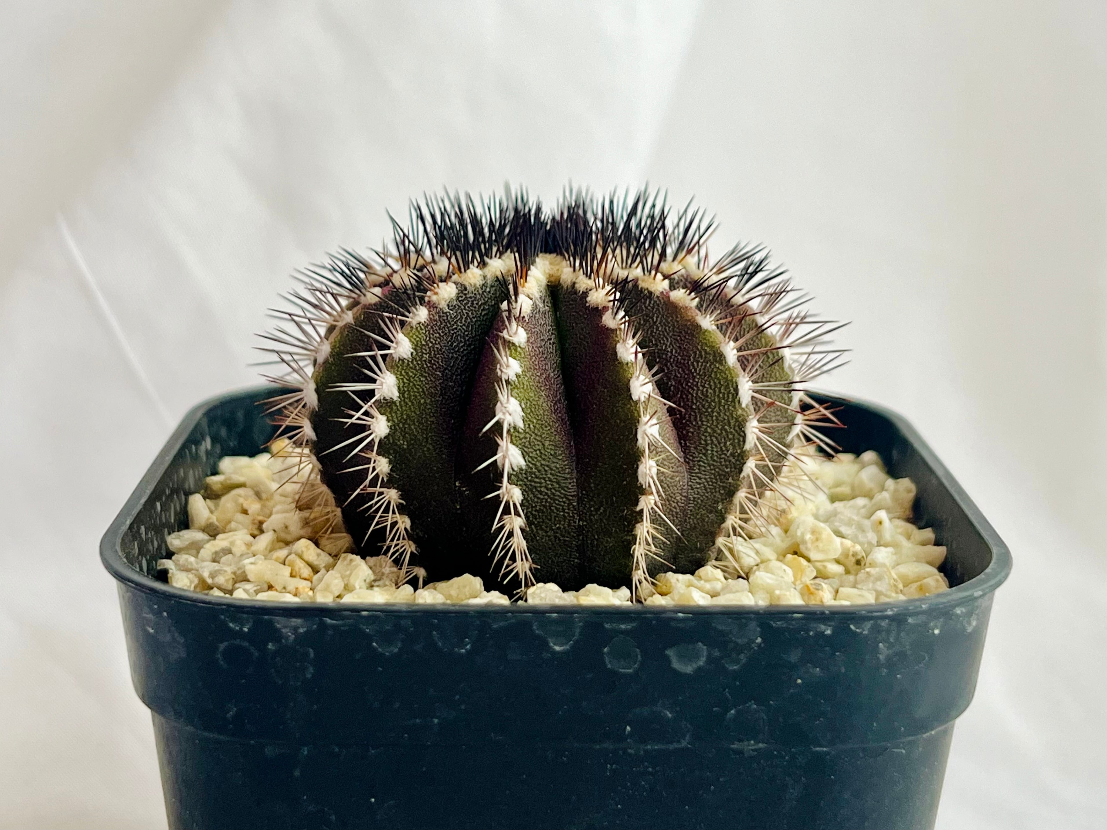 サボテン 特選短刺系雷帝 実生 エキノカクタス 太平丸 【公式通販】