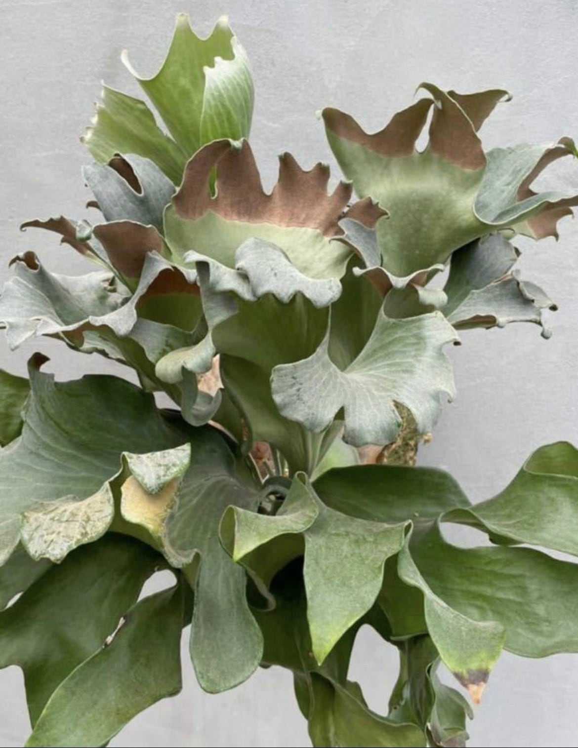 c) P. willinckii 'Bogie' x P. hillii 'Sattahip' ビカクシダ