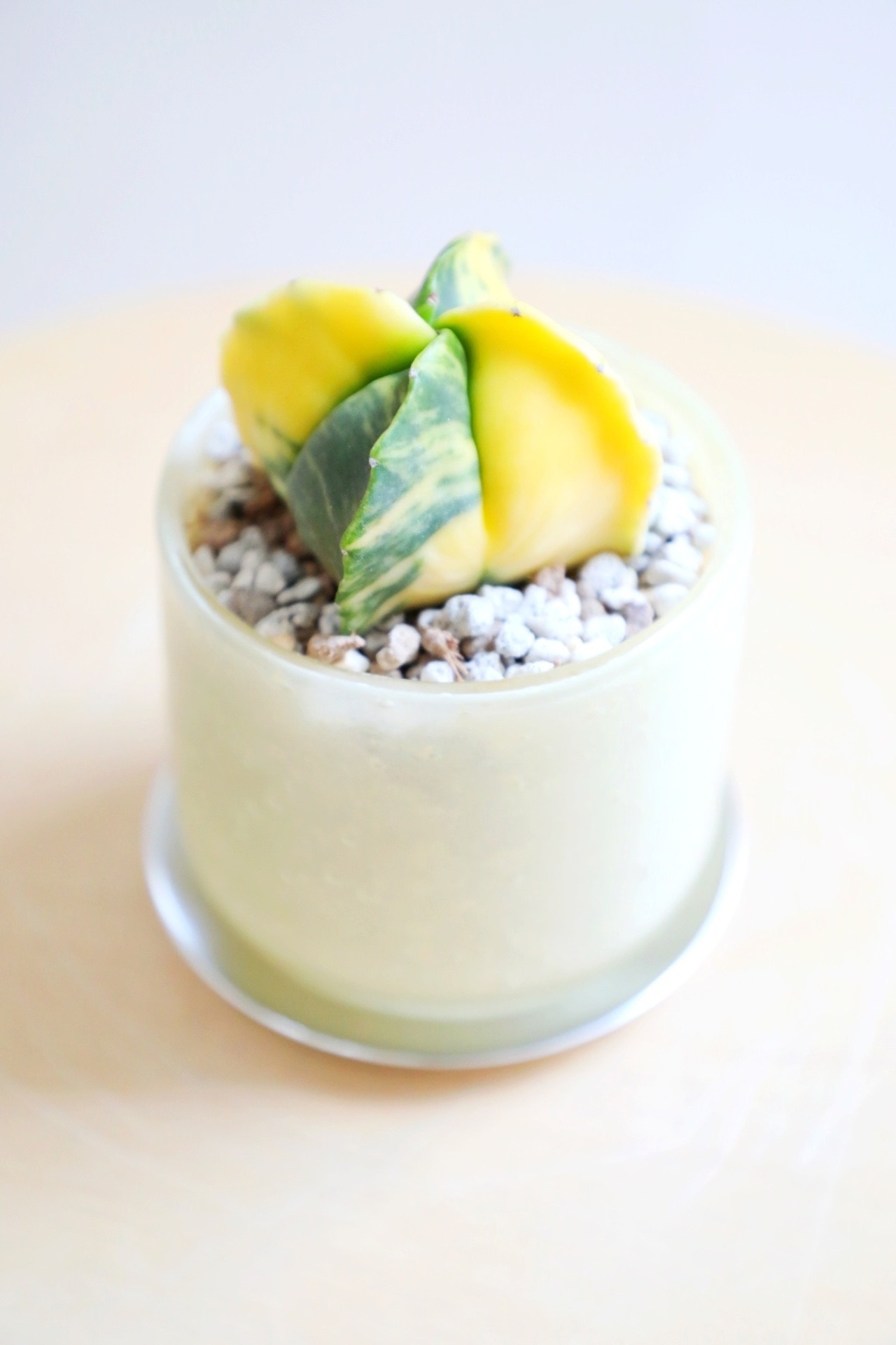 【S】アストロフィツム ヘキラン錦/Astrophytum