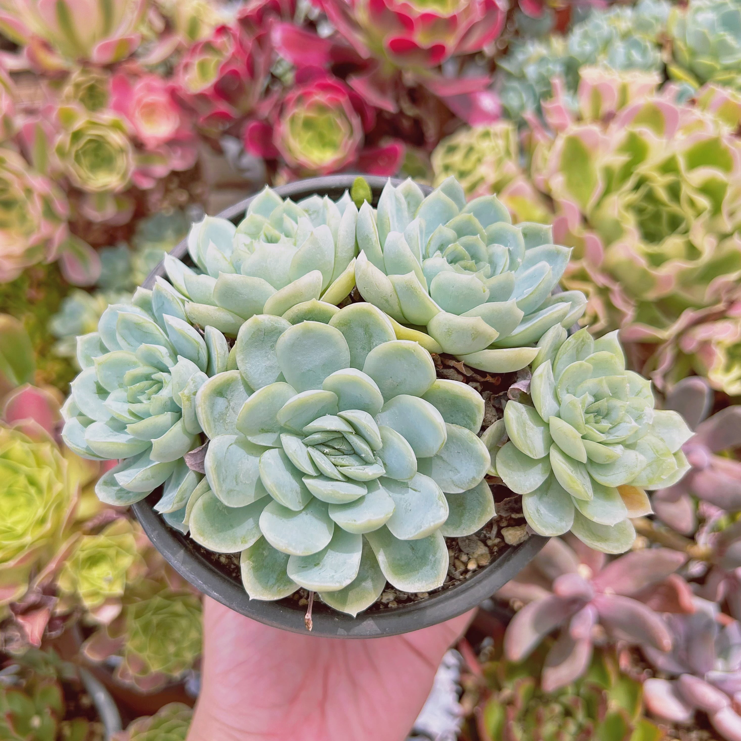 #077現物　多肉植物　メキシコスノーボール　特大　抜き苗