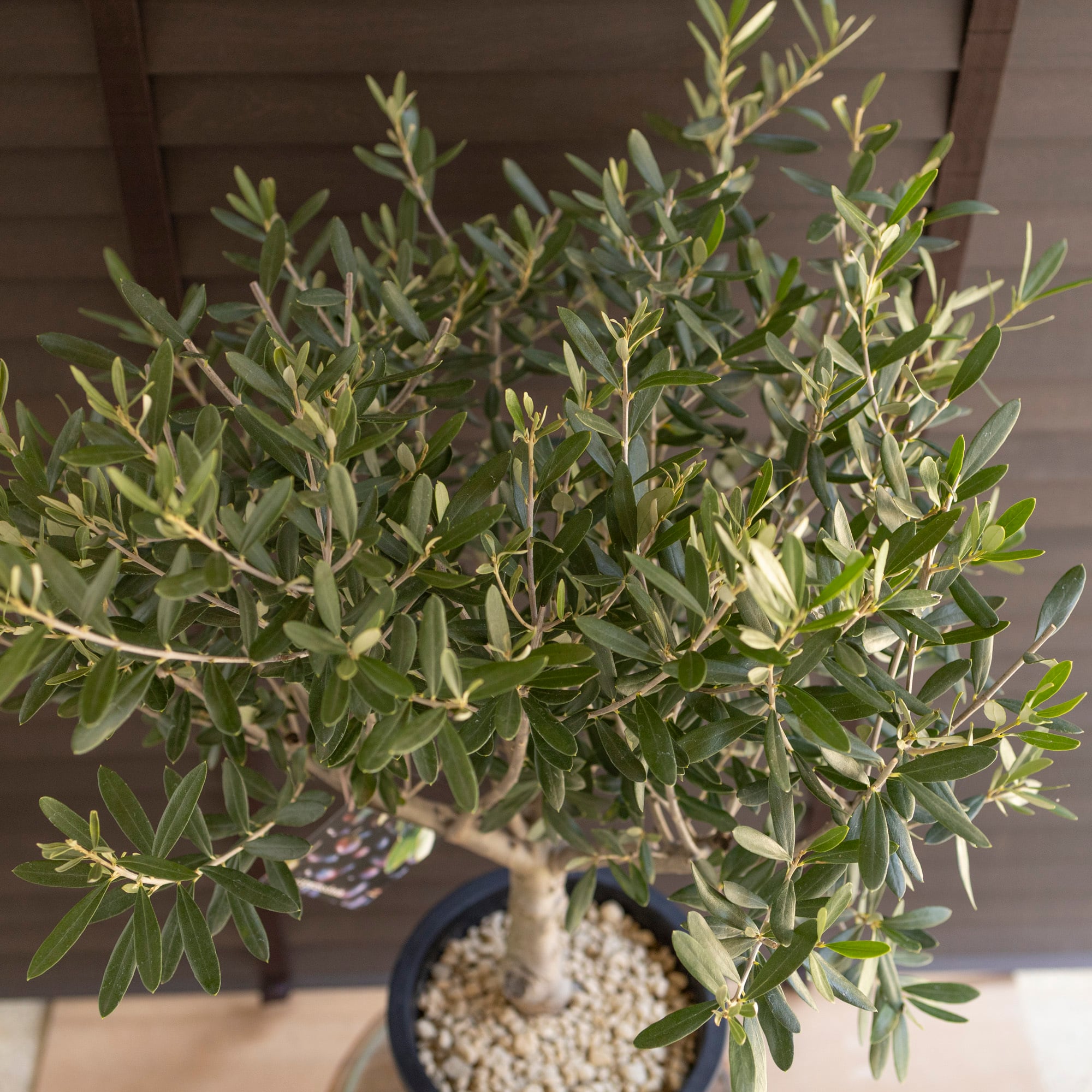 創樹 Olive オリーブの木 7号鉢 SOUJU Cipressino シプレッシーノ