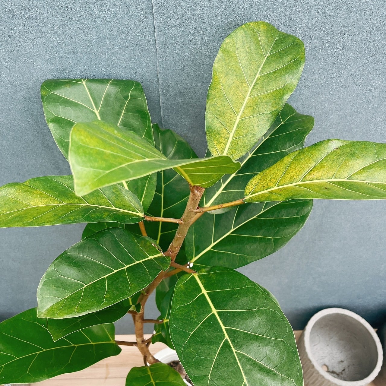 現品］【希少】21番 フィカス アフリカンプリンス 8号 観葉植物 室内