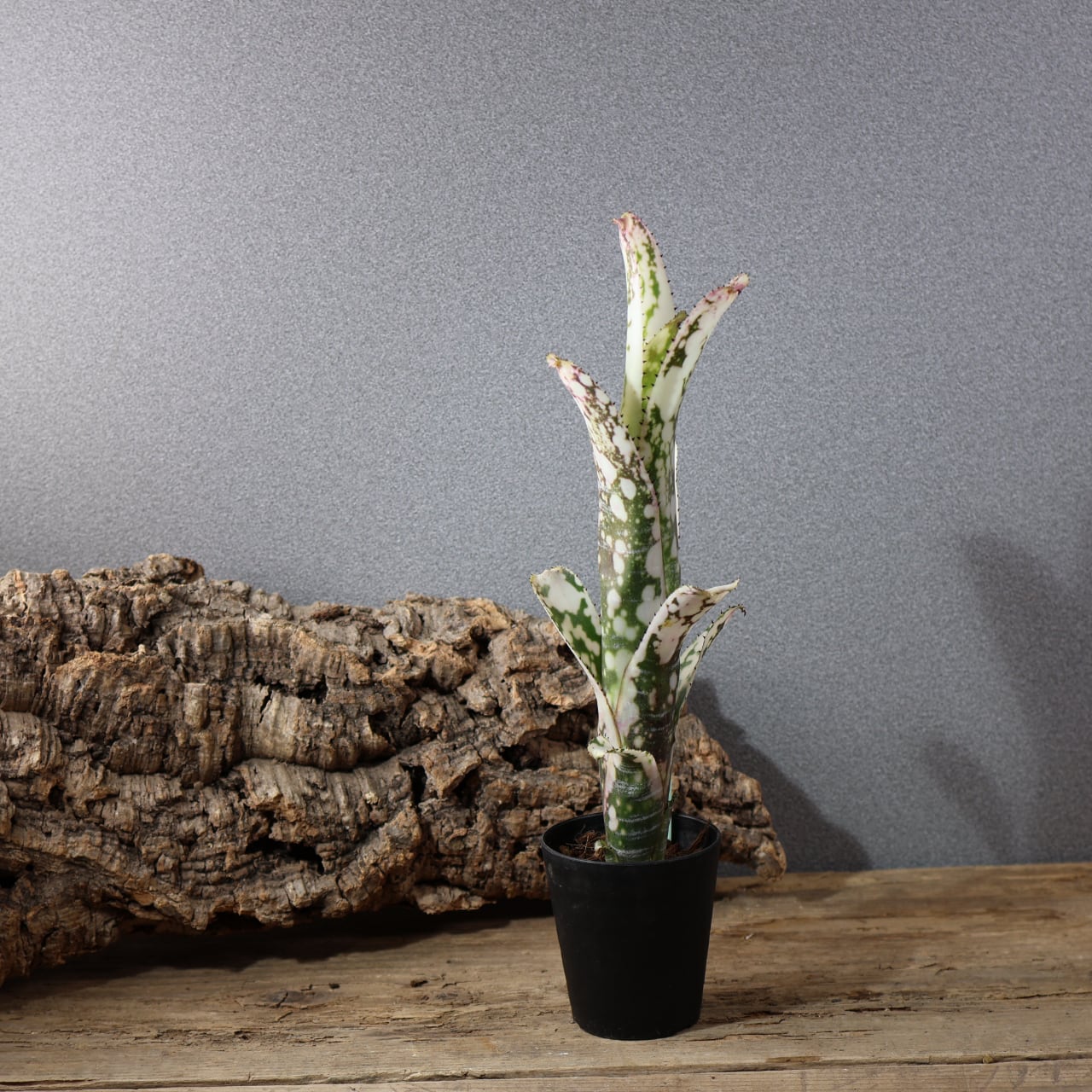 ALL ITEM | MARX PLANTS | 観葉植物・多肉植物・塊根植物