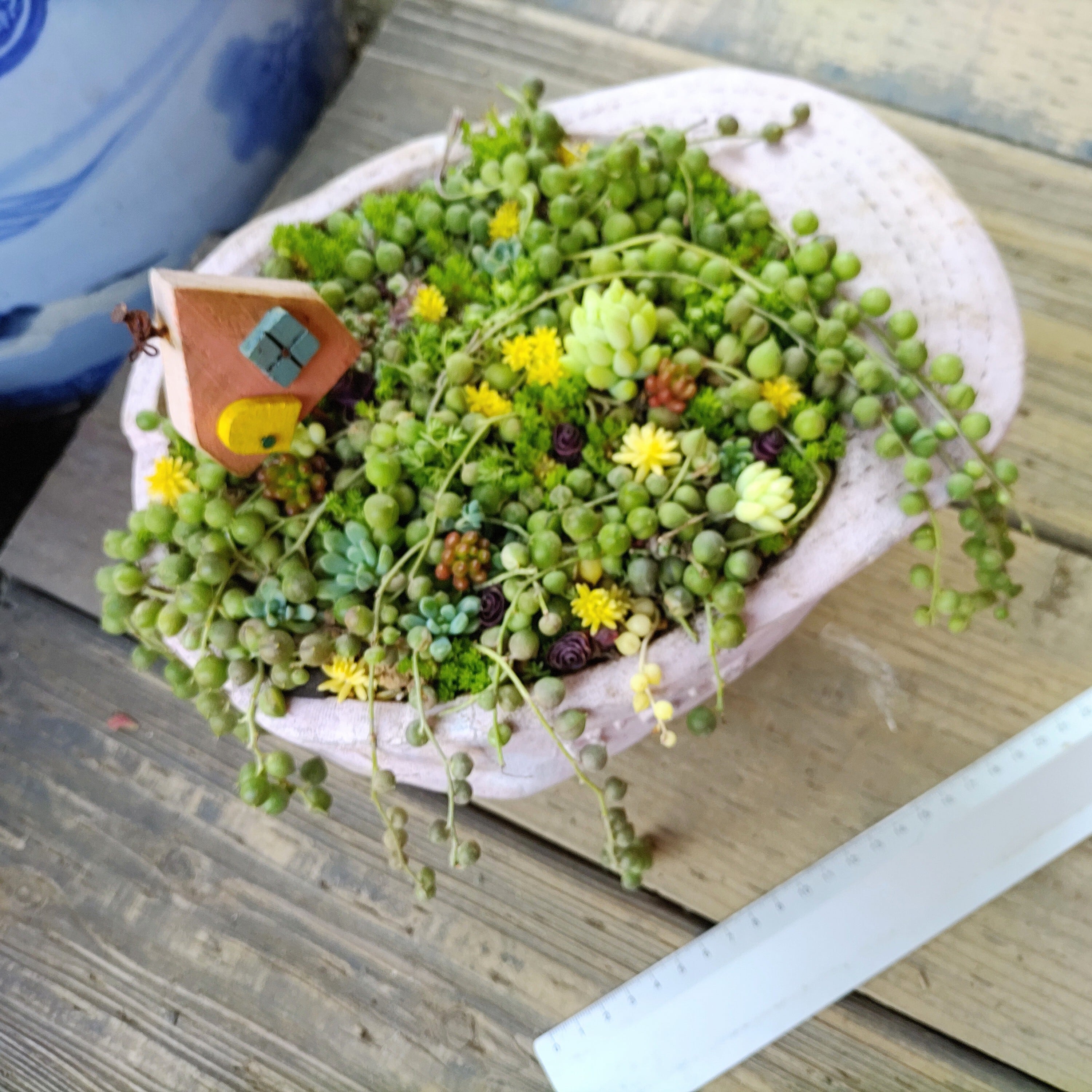 グリーンネックレス寄せ植えピンクハット鉢入り | RuPo 多肉植物専門店