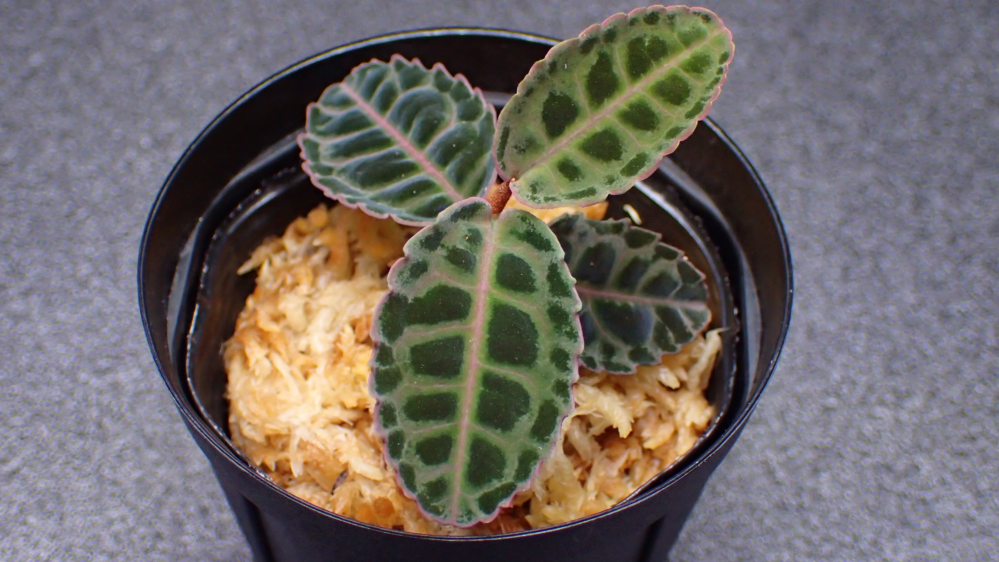 Labisia sp Riau Sumatera 1株 | 熱帯植物 水草