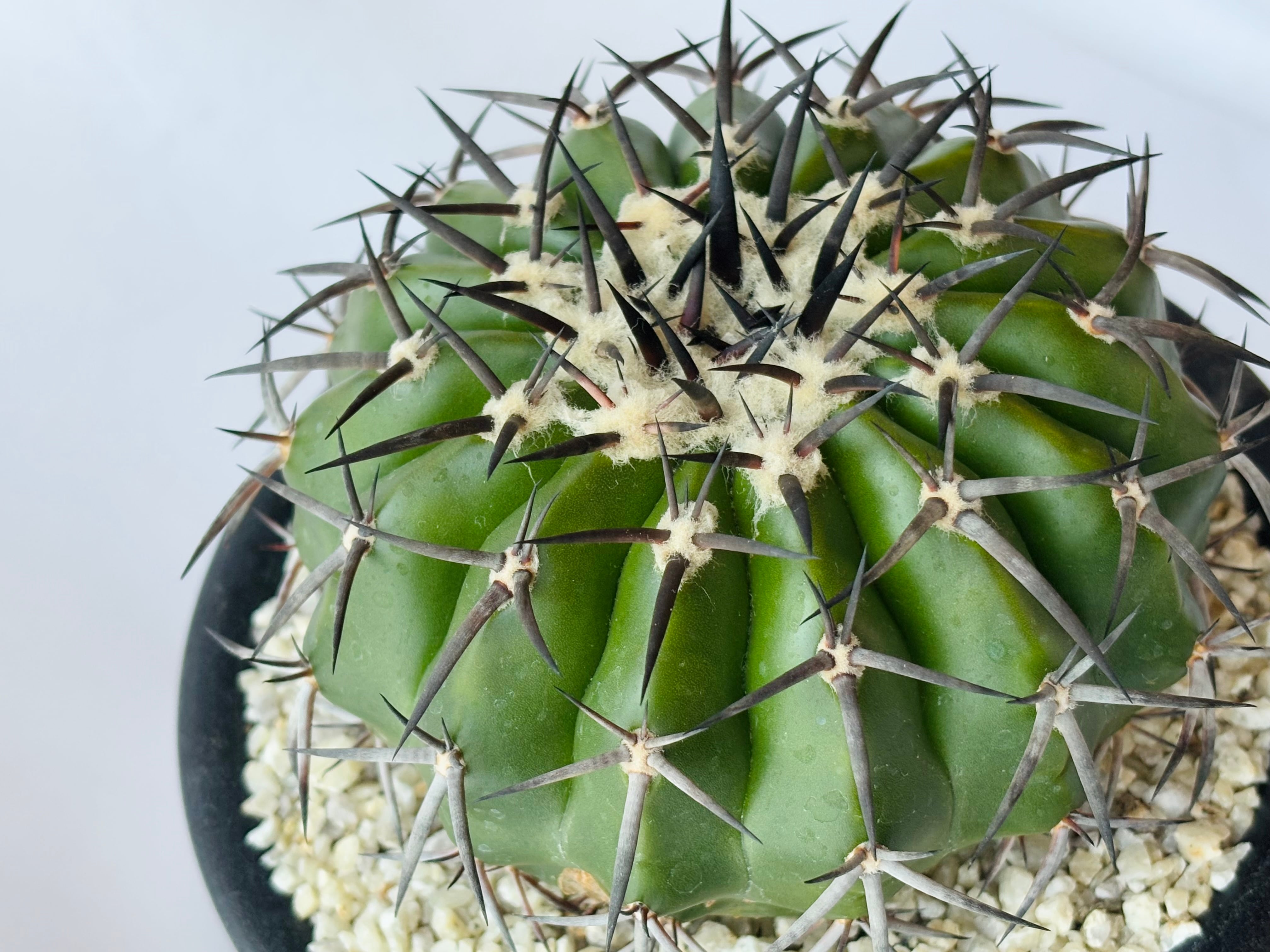 Discocactus gigantea ディスコカクタス ギガンティア サボテン