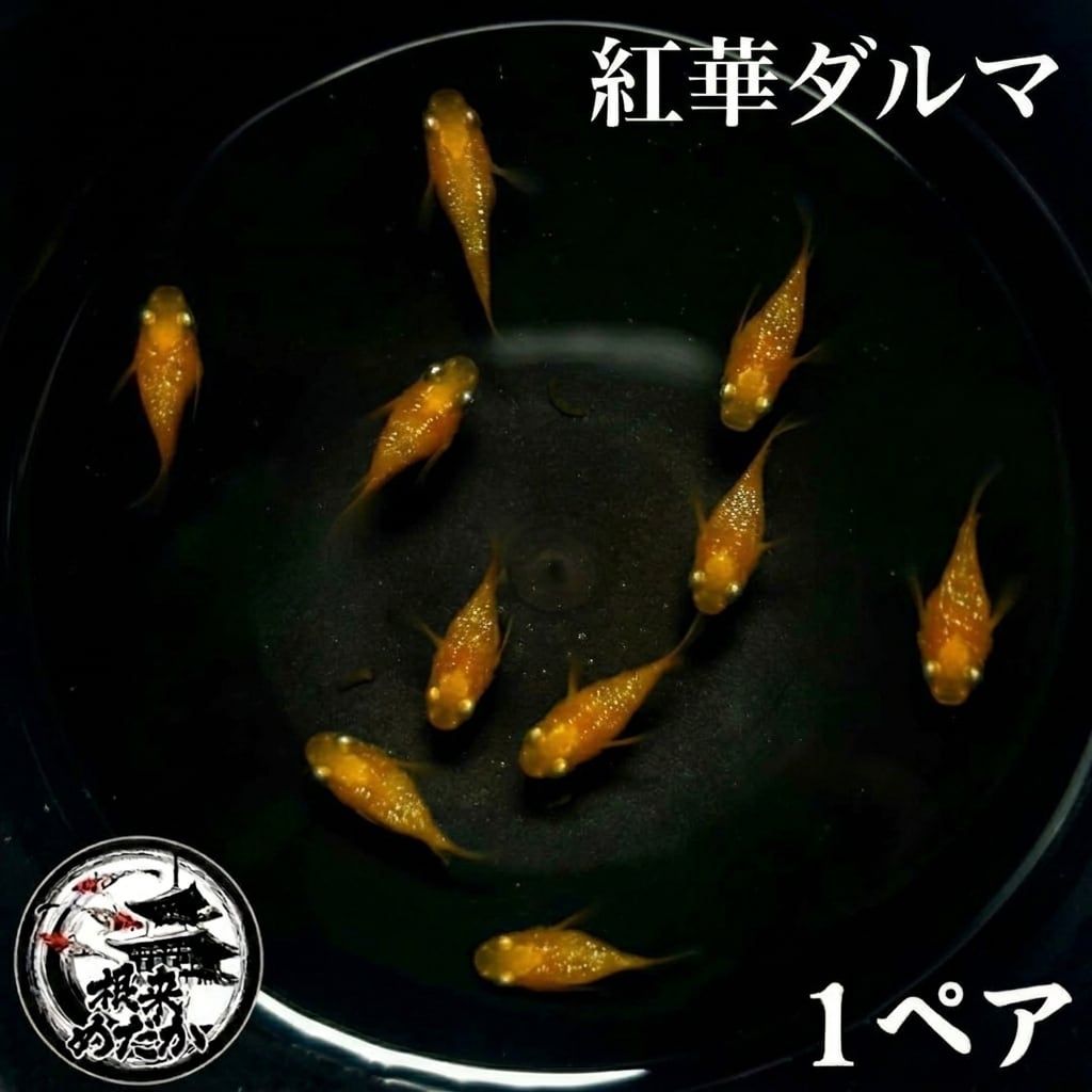 〖1ペア〗紅華ダルマ　メダカ 成魚｜改良メダカ 人気品種 メダカ販売