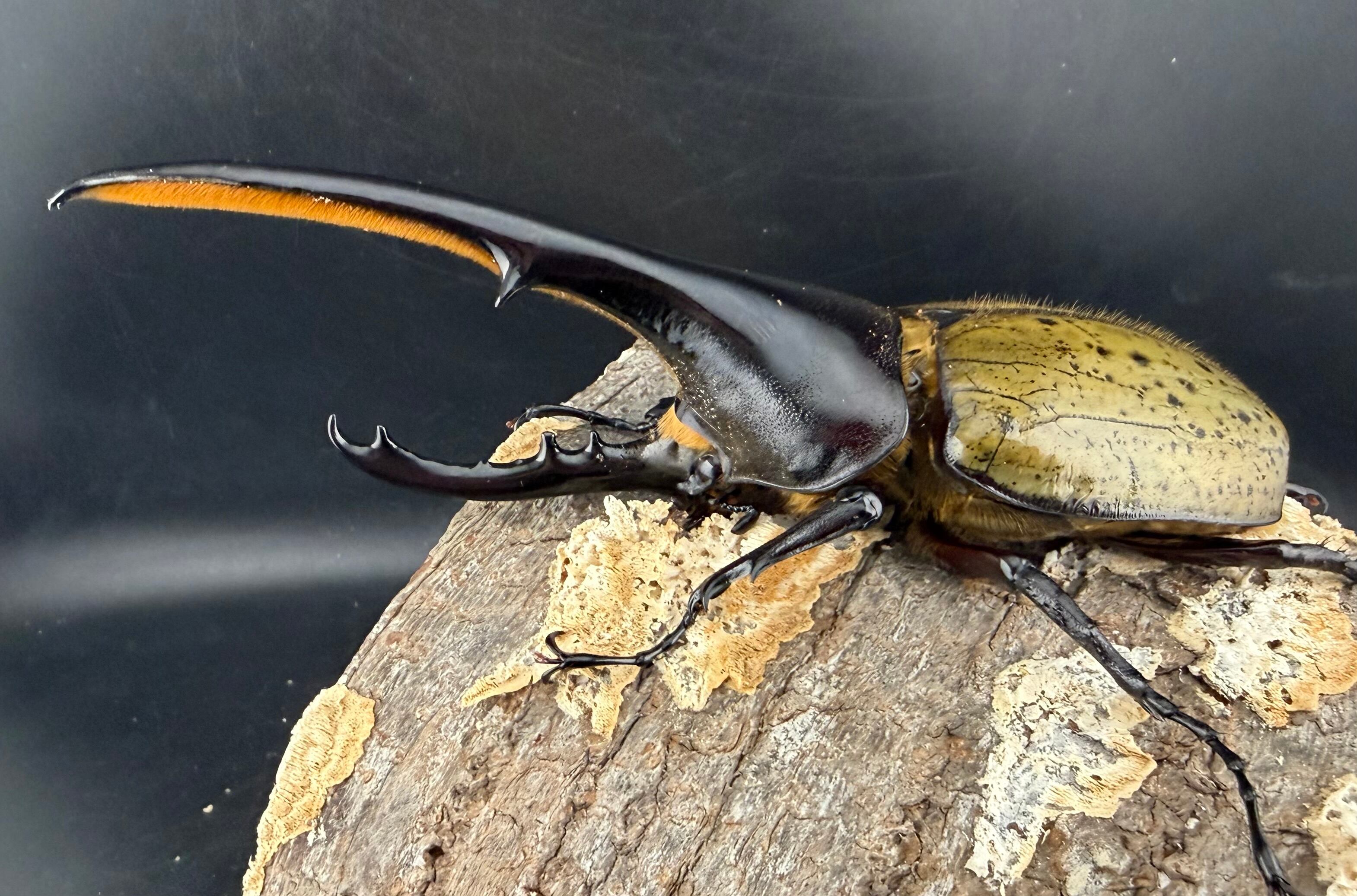 ヘラクレス・ヘラクレス 142mm ペア》 | KPW公式オンラインショップ