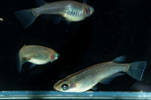アースアイ（2ペア、現物出品）