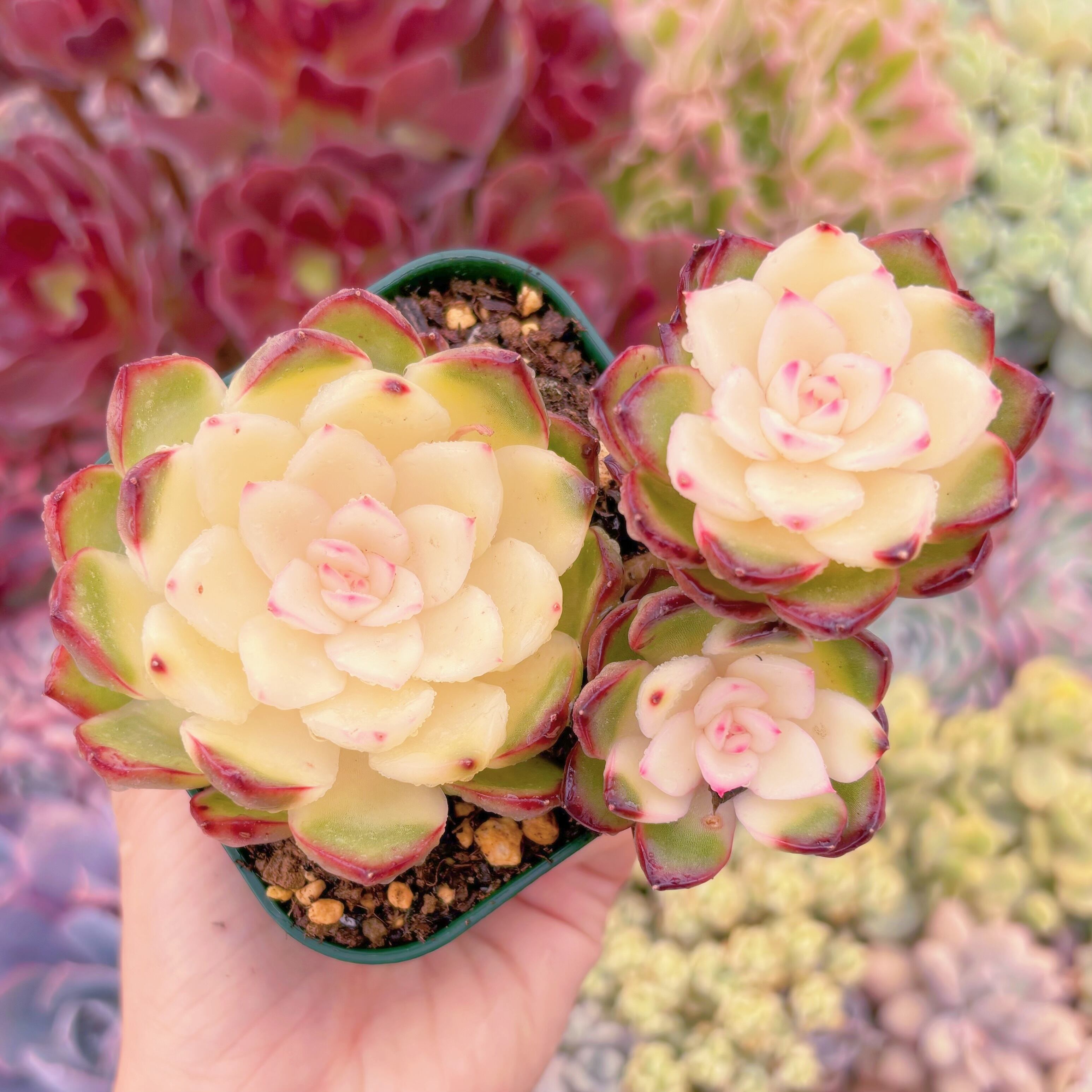 現品　プリリンゼアナ錦#600　群生　新入荷　るる農園