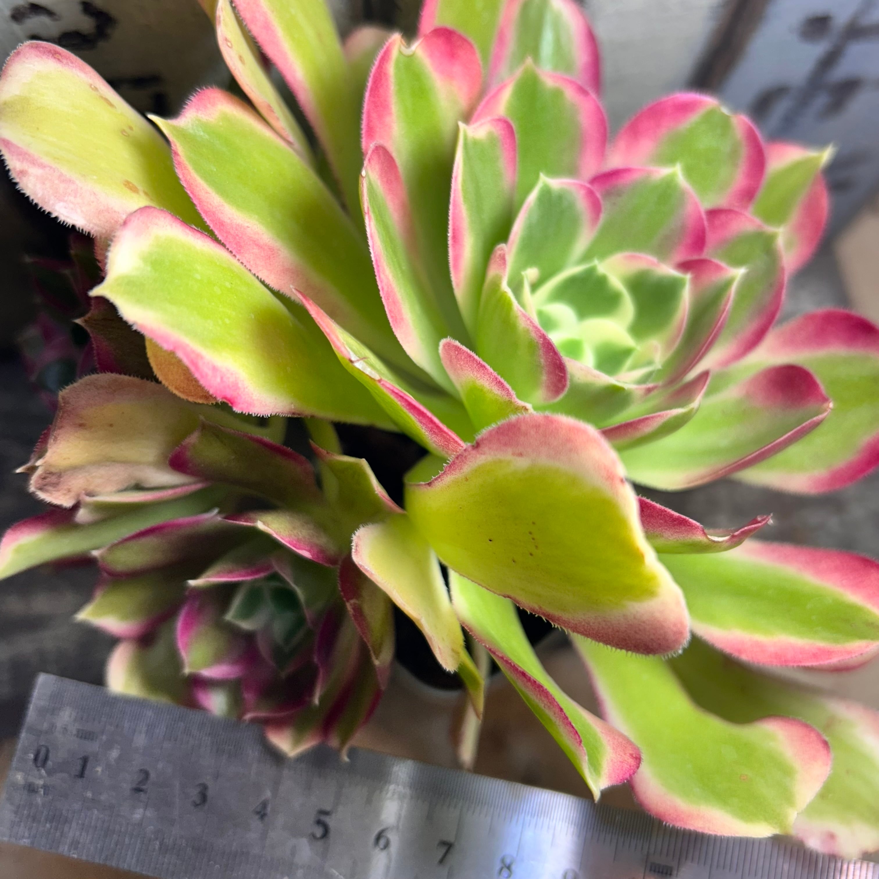 白鳳錦(アエオニウム) | RuPo 多肉植物専門店