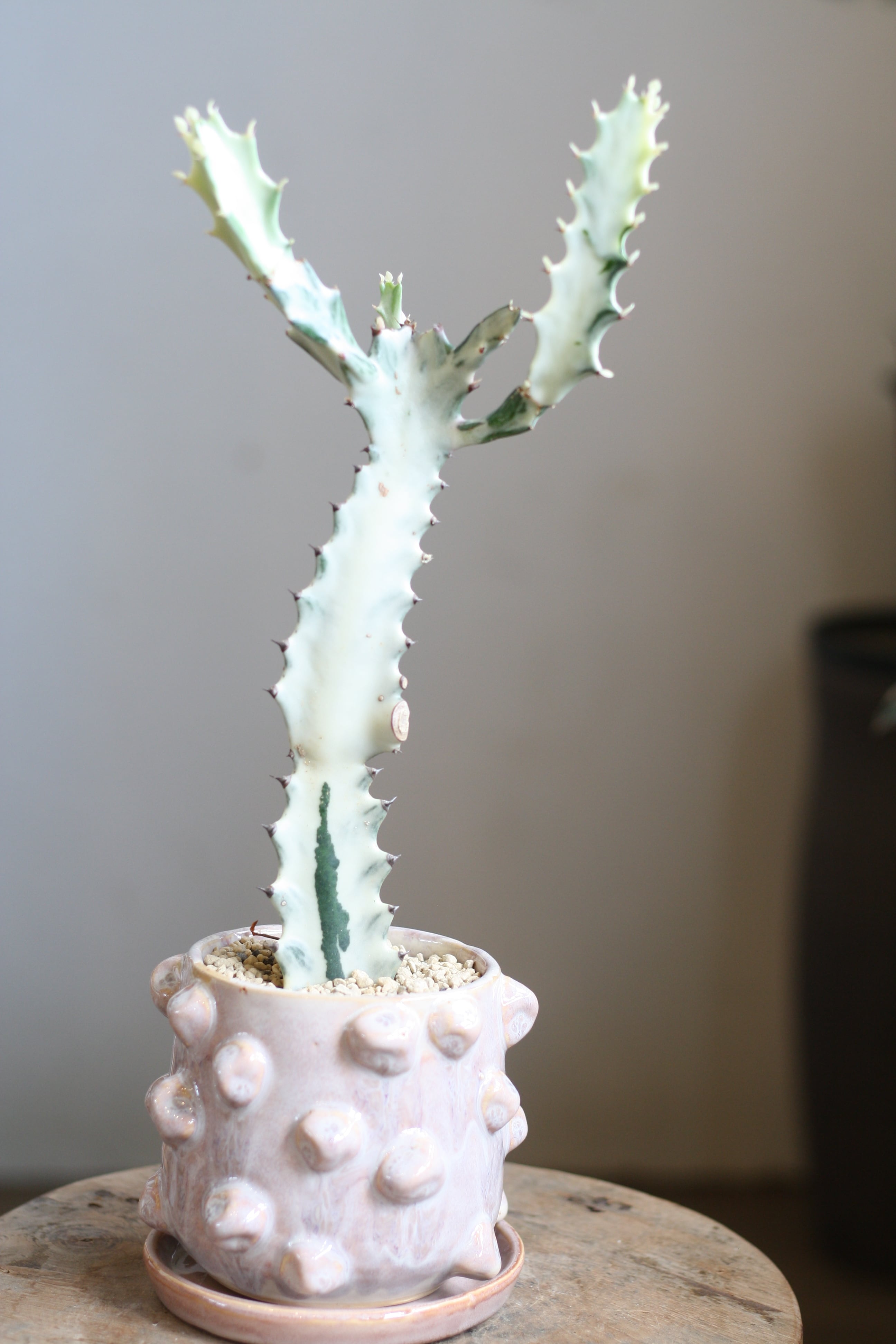 P. veitchii AR #1 (pup) Select 【artPLANTs】 ビカクシダ/コウモリ