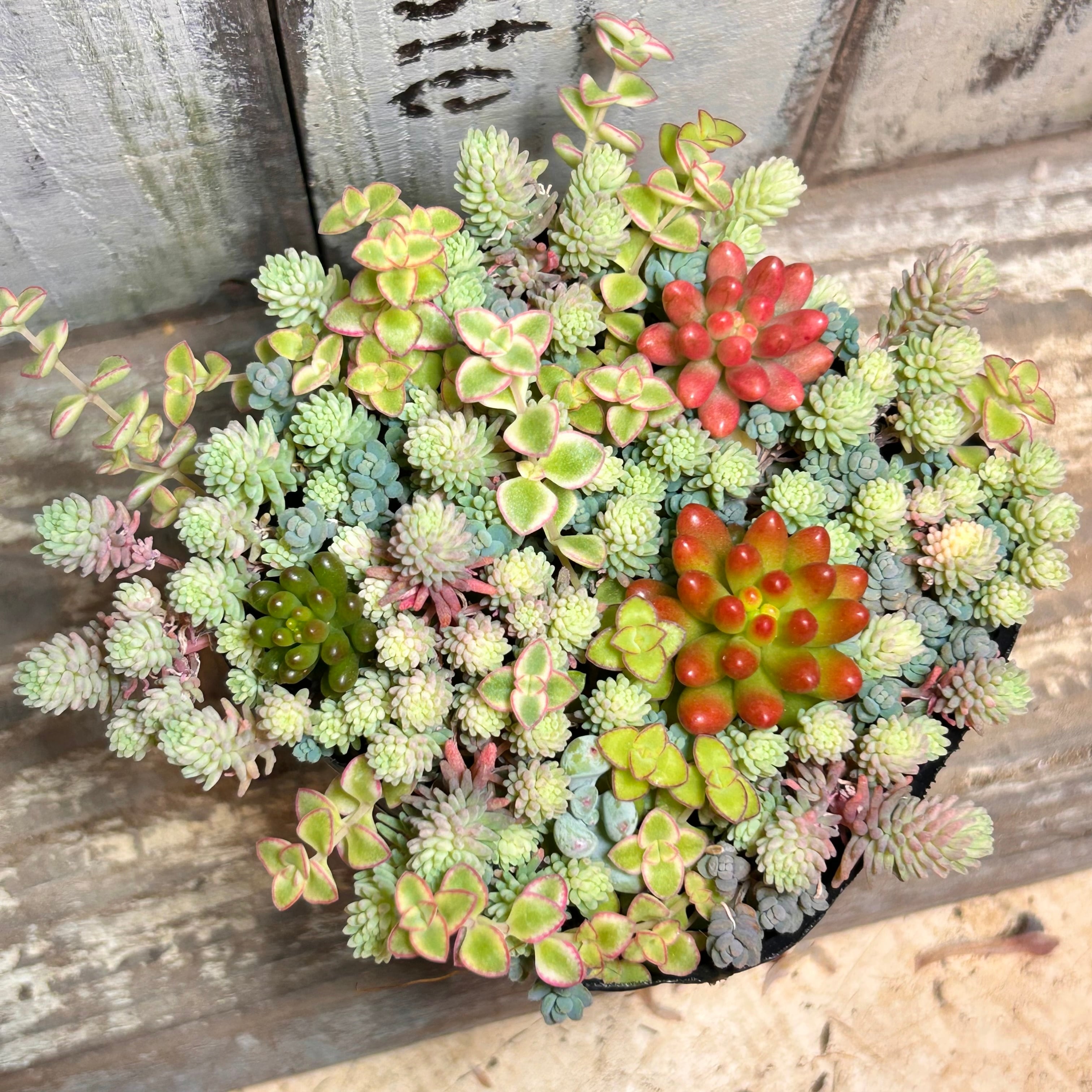 月兎耳(ウサ耳シリーズ | RuPo 多肉植物専門店