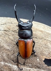 【WD】《マクレイコクワ チベット産 61mm ♂♀♀トリオ》