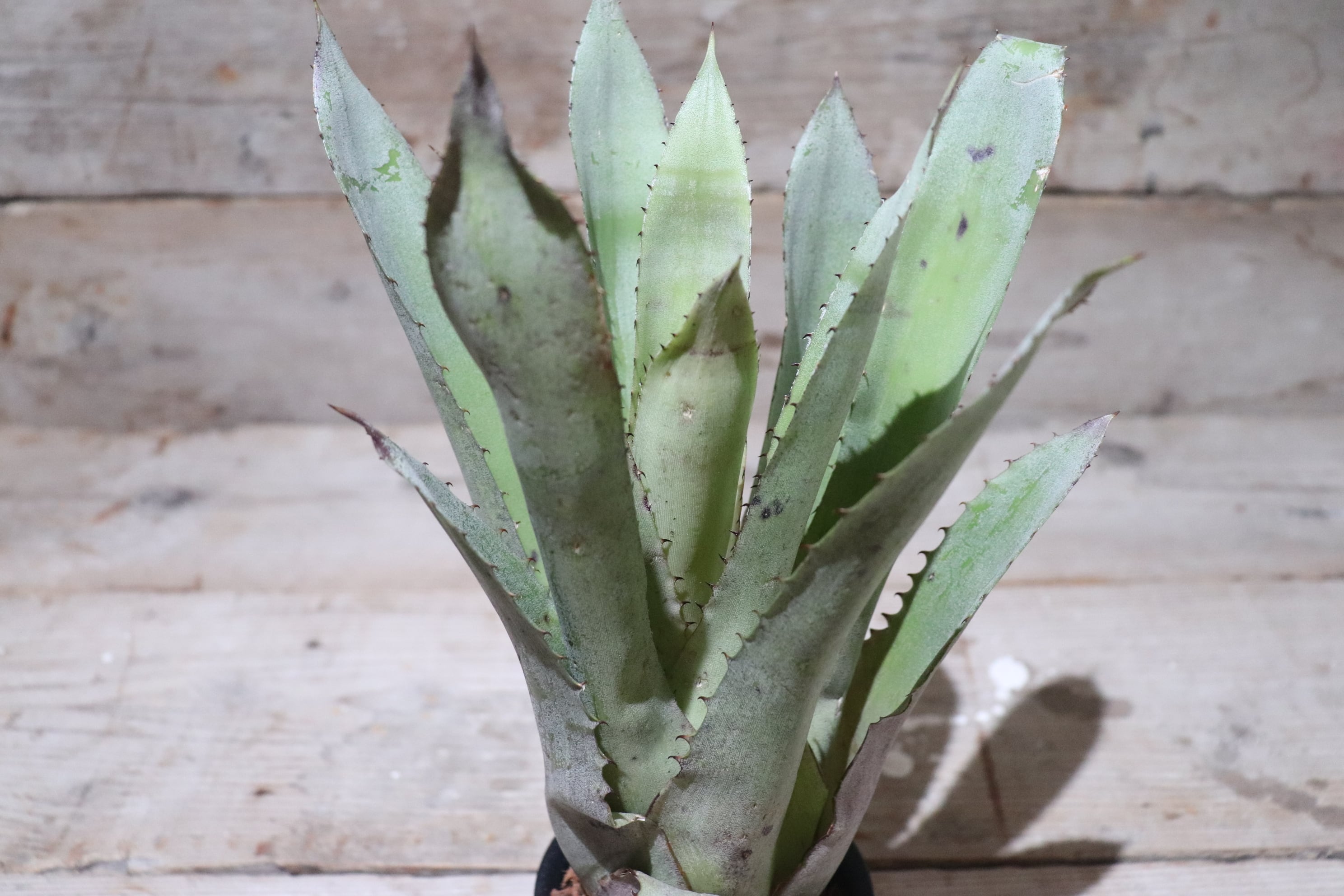 reserved】 Hohenbergia catingae〔ホヘンベルギア〕現品発送H0024