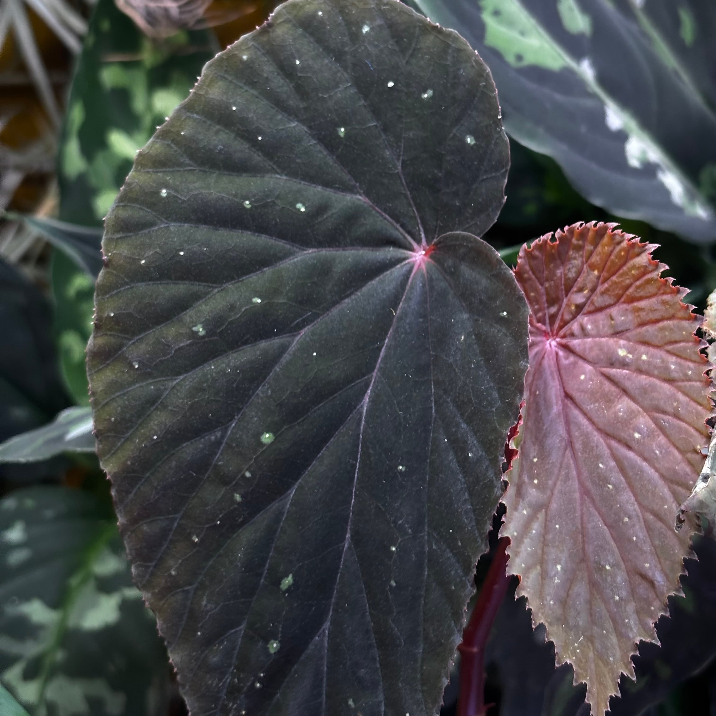 3点同梱割専用 原種ベゴニア / Begonia atricha 黒葉ベゴニア Begonia atricha 黒葉タイプ ① | 熱帯雨林植物専門店 トイ吉園芸