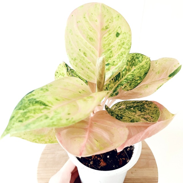 アグラオネマ トリカラー 観葉植物 calm cafe