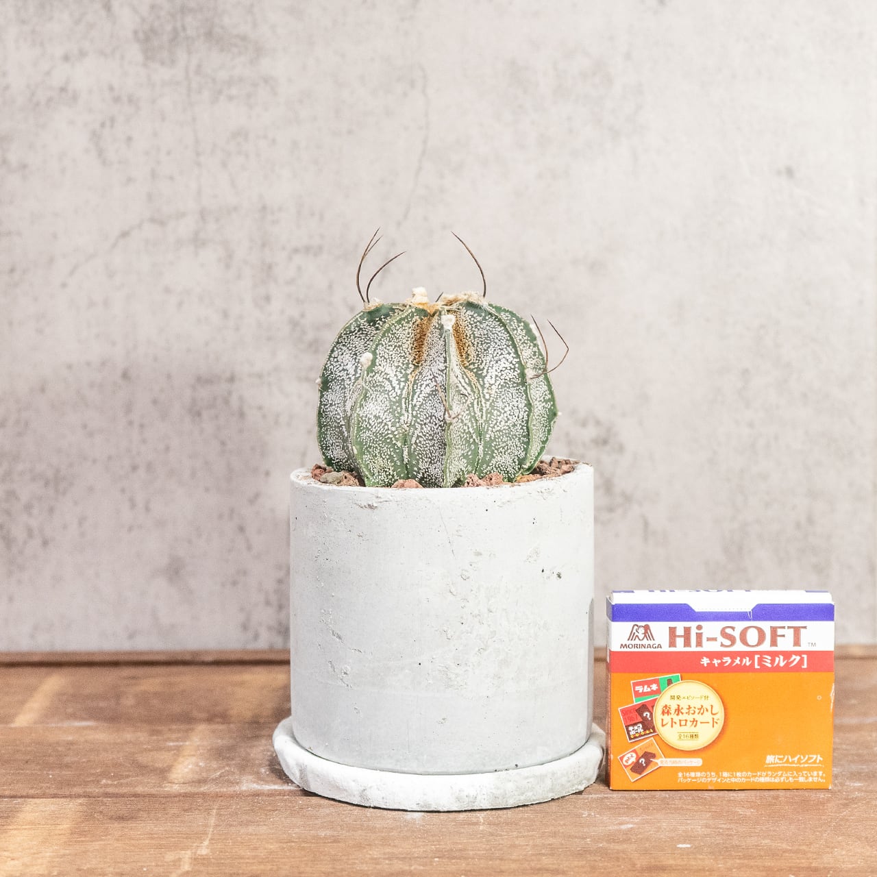 アストロフィツム・カプリコーン|山羊の角のような湾曲した長い棘が美しい【手作りモルタル鉢仕立て】