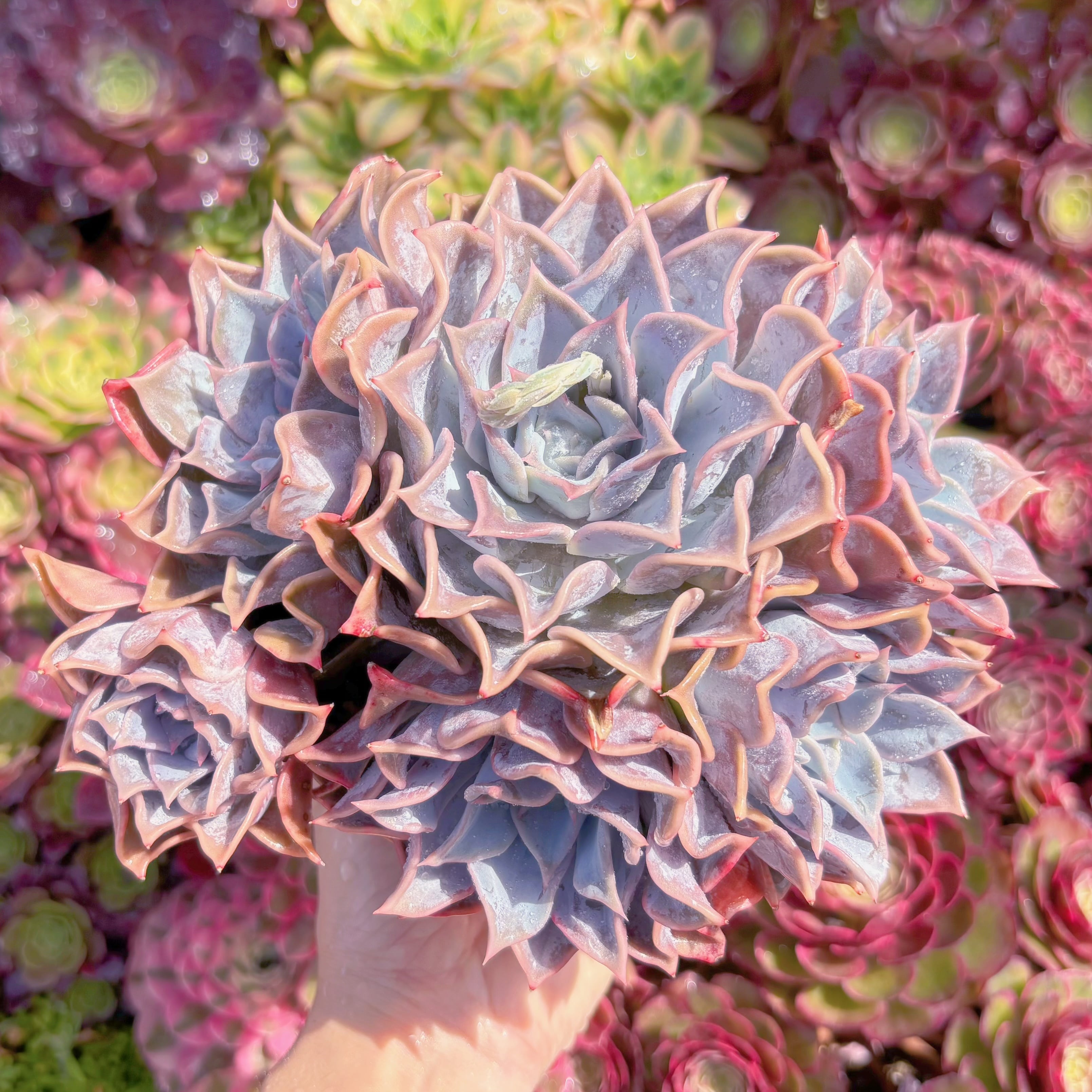 現品　Echeveria 'Lucila'#K546　特大群生　新入荷　るる農園