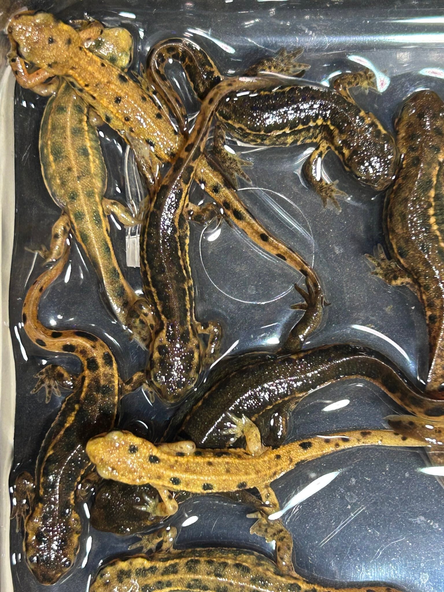 アカハライモリ　千葉県産　♂1 色彩変異　
♀2 アカハライモリ 千葉県大型個体群 レアな色変含む5匹 (メス3オス2)天然