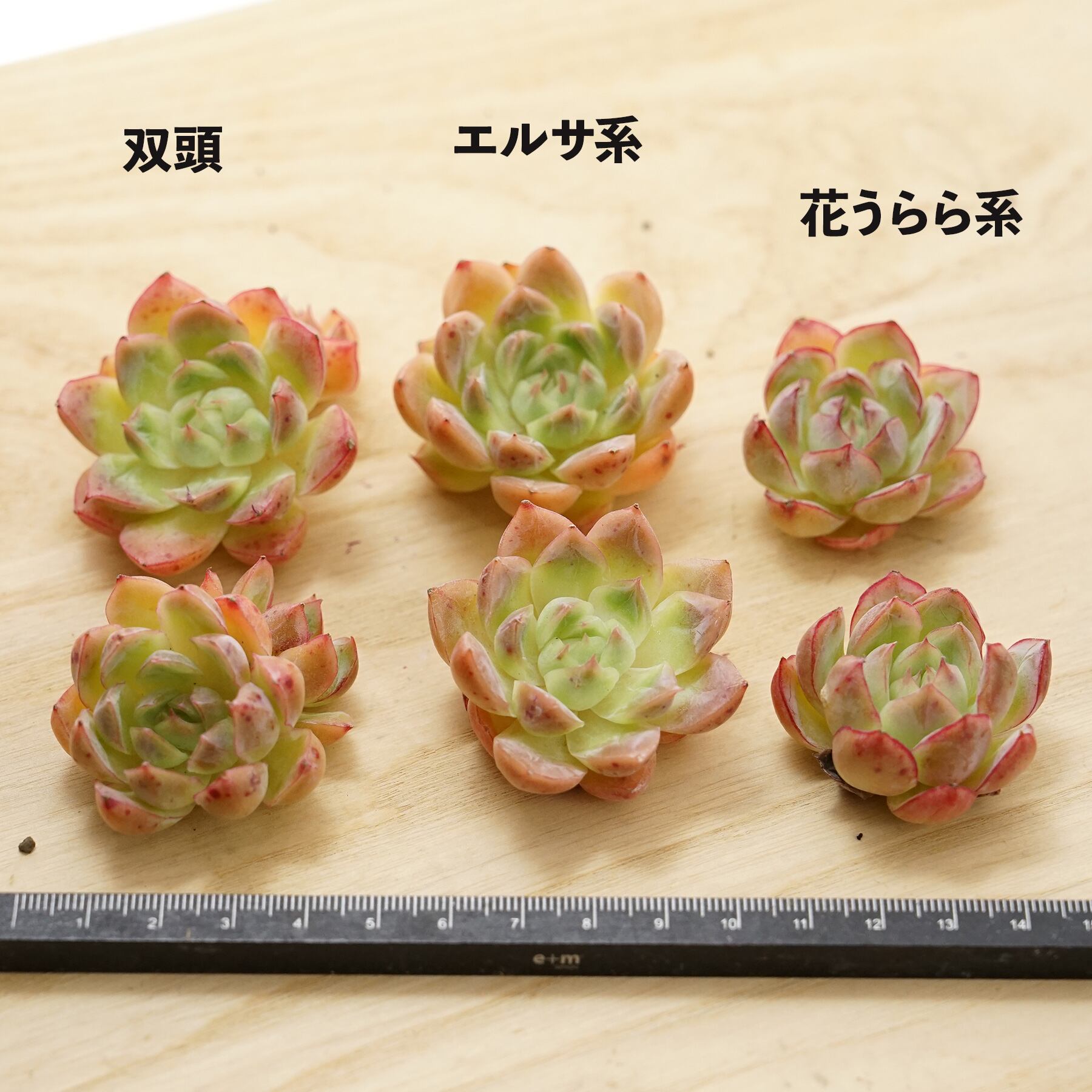 ディックライトエケベリア多肉植物カット苗希少