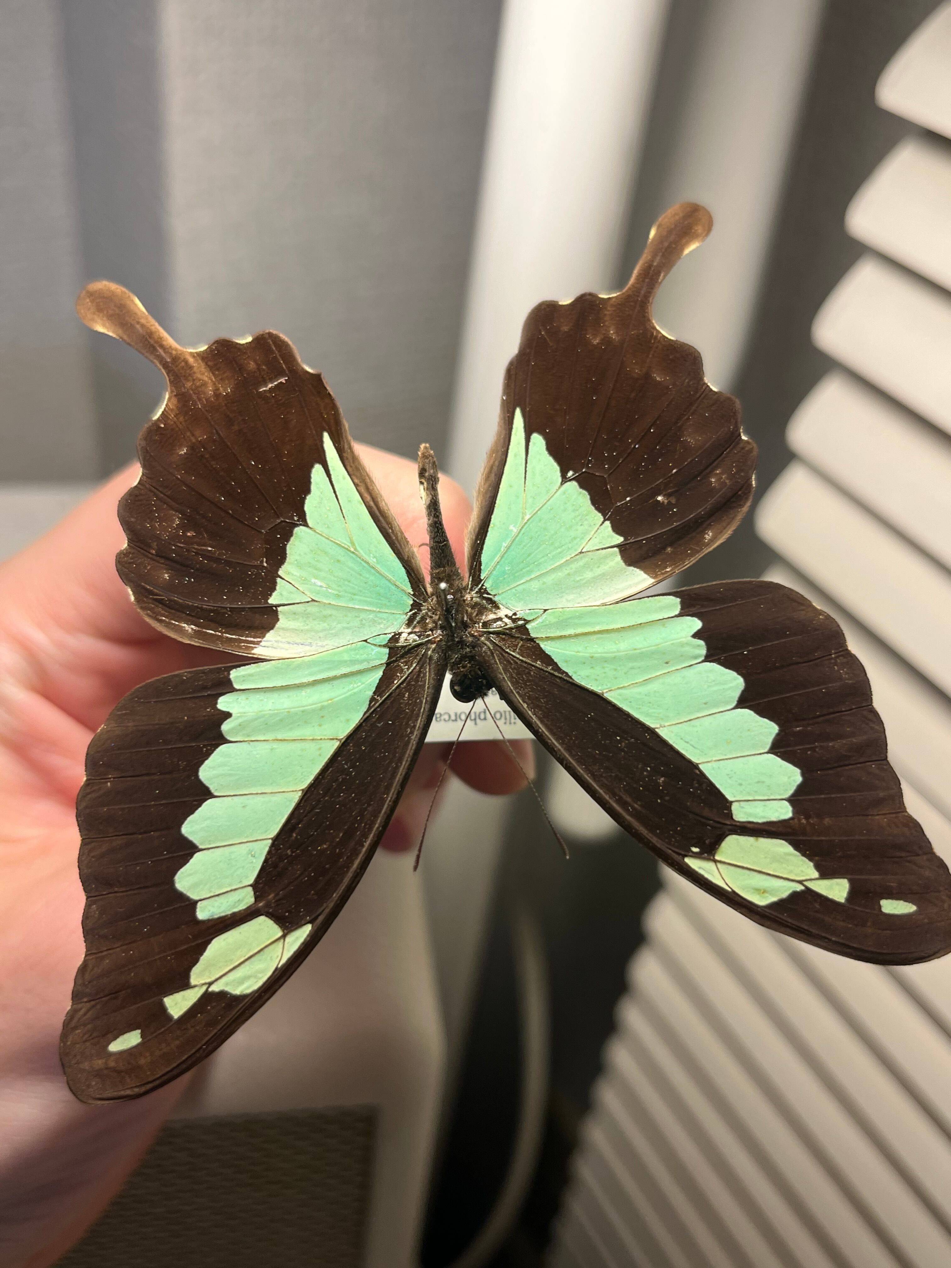 蝶・蛾 | オモニキチュウ