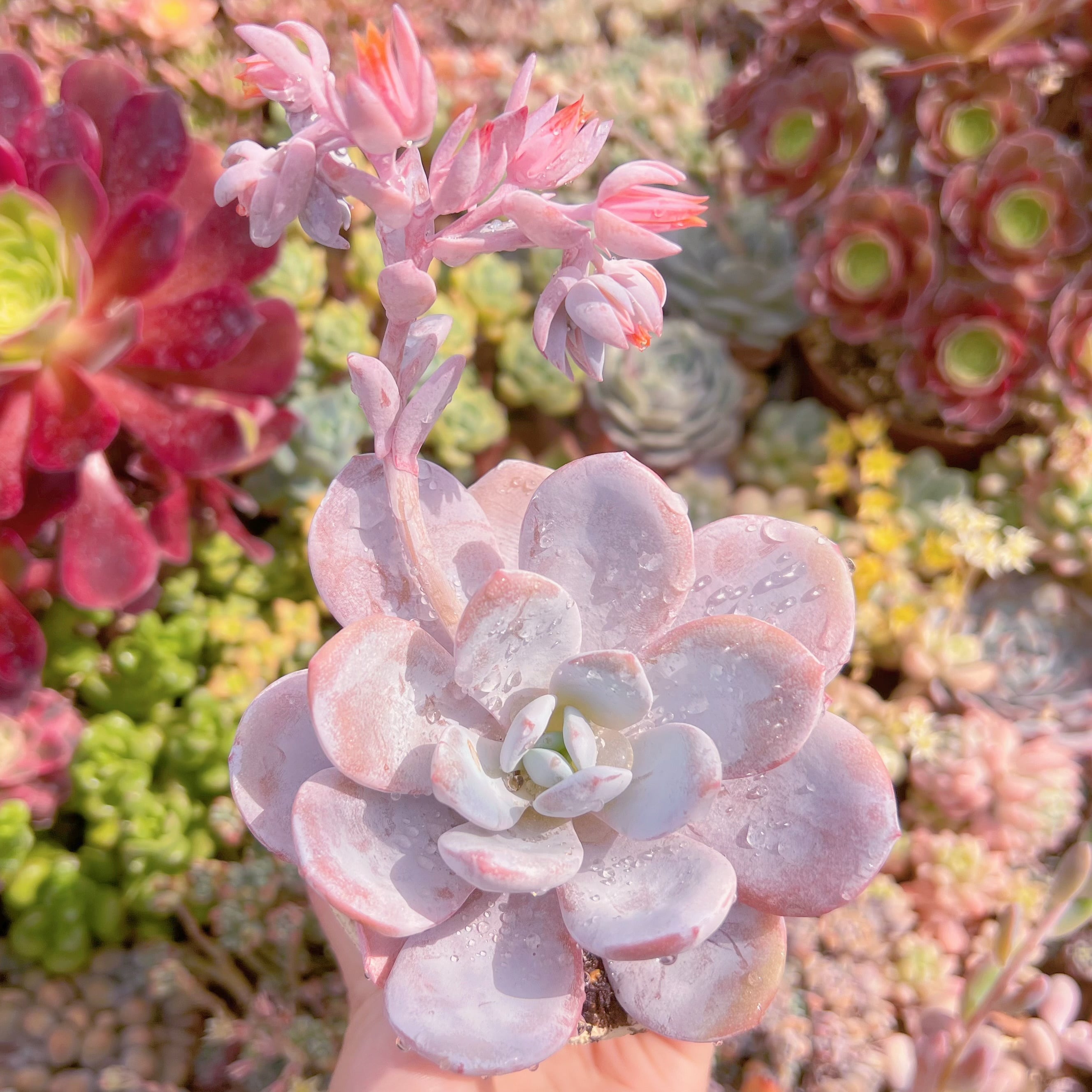 現品　ピンクラウイ#F027　大苗　るる農園