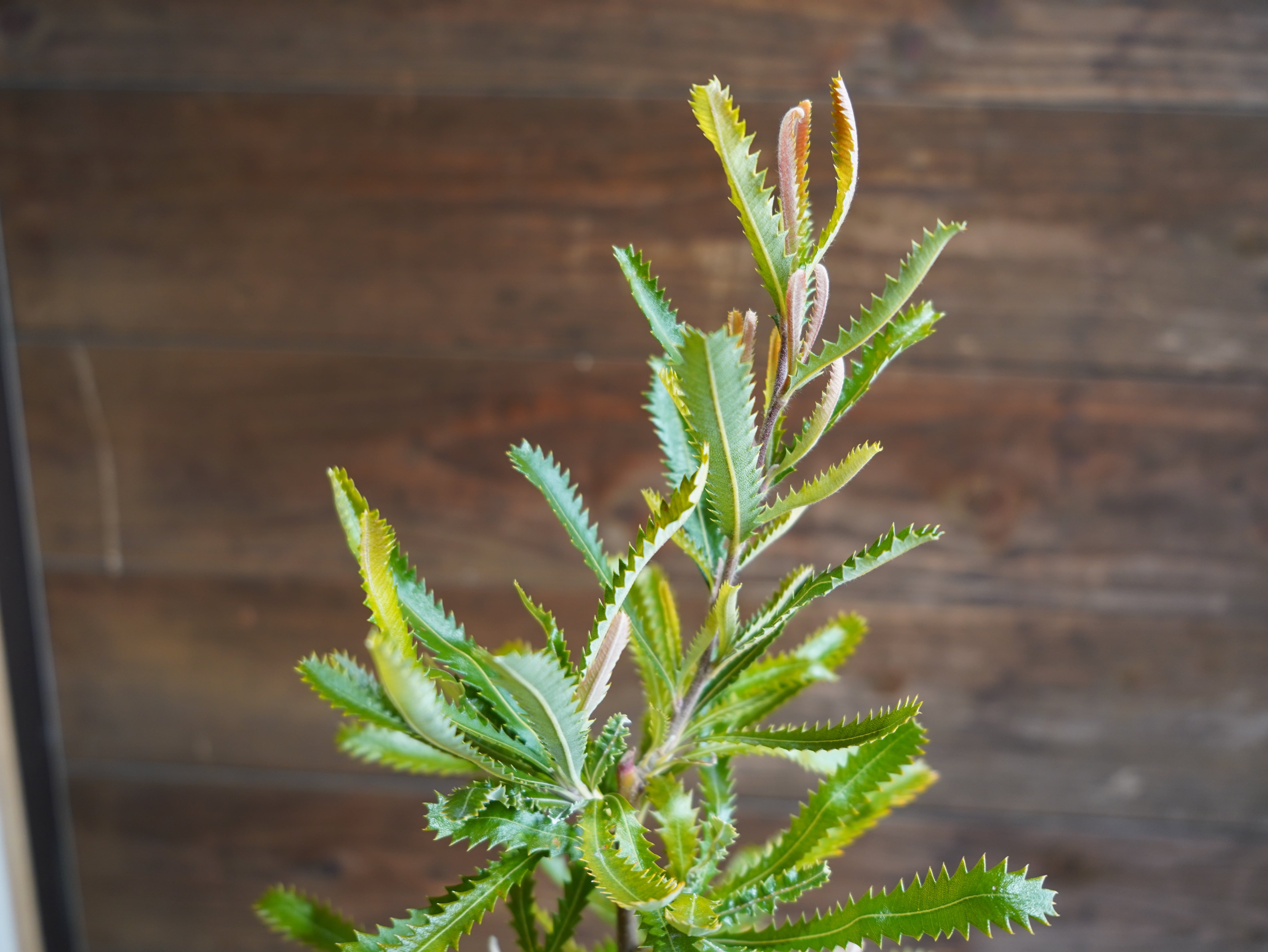 【現物】バンクシア　”セラータ”　A