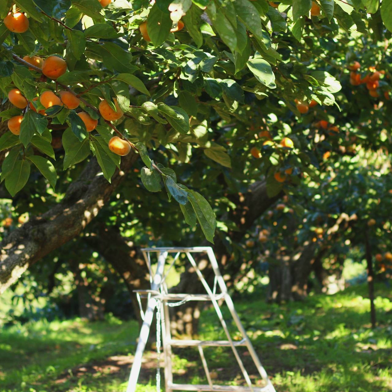 【送料無料】農家直送 訳ありおけさ柿 S~Lサイズ20~25個入り 新潟県産 限定10箱