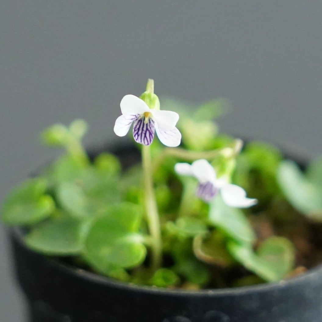 屋久島苔スミレ 苔テラリウム作製用素材 | 苔テラリウム専門ショップ道草