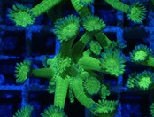 "ブラジルンルン改" Goniopora FromMakassar 4