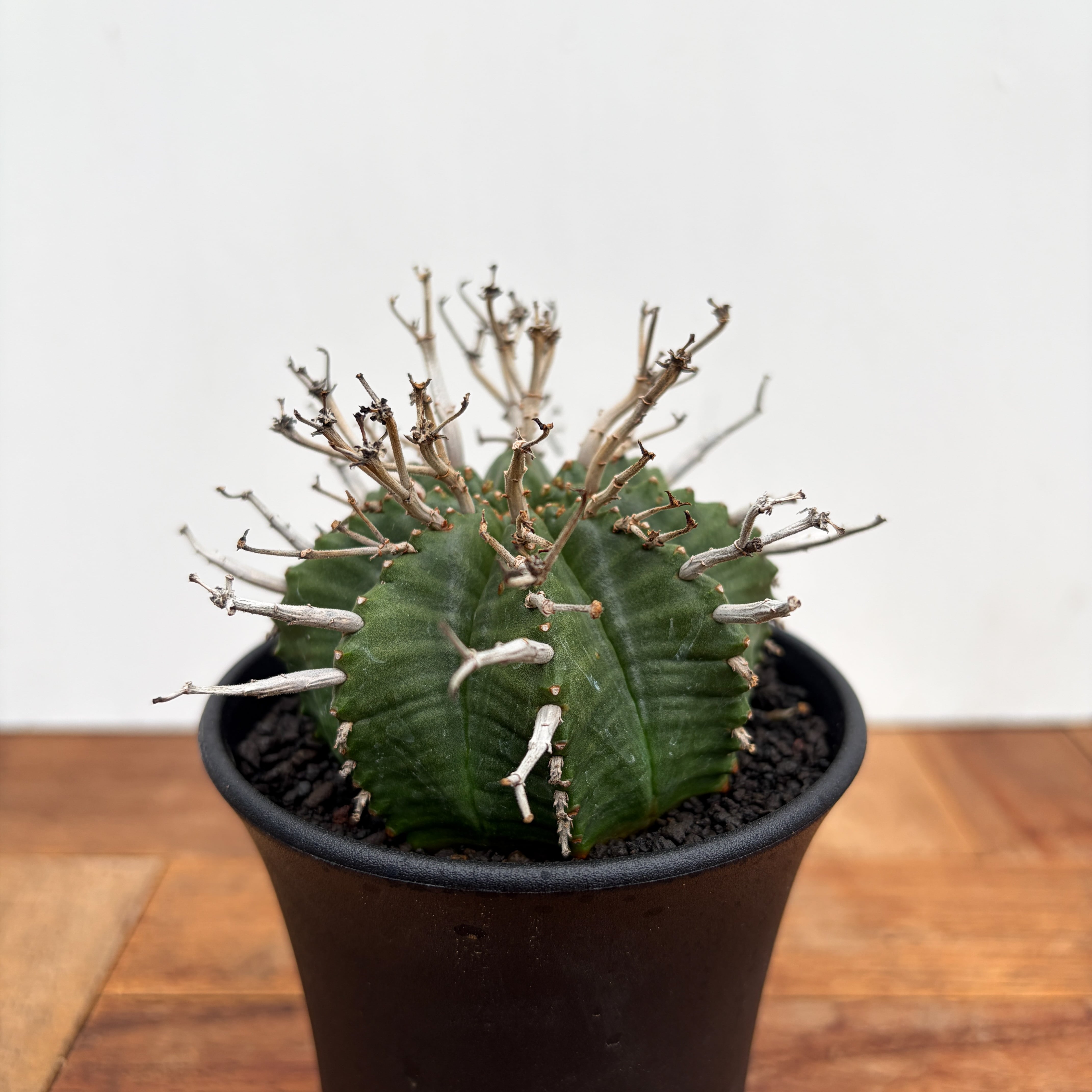 Euphorbia | RIMO'S GREEN 【Saboten & Succulent】