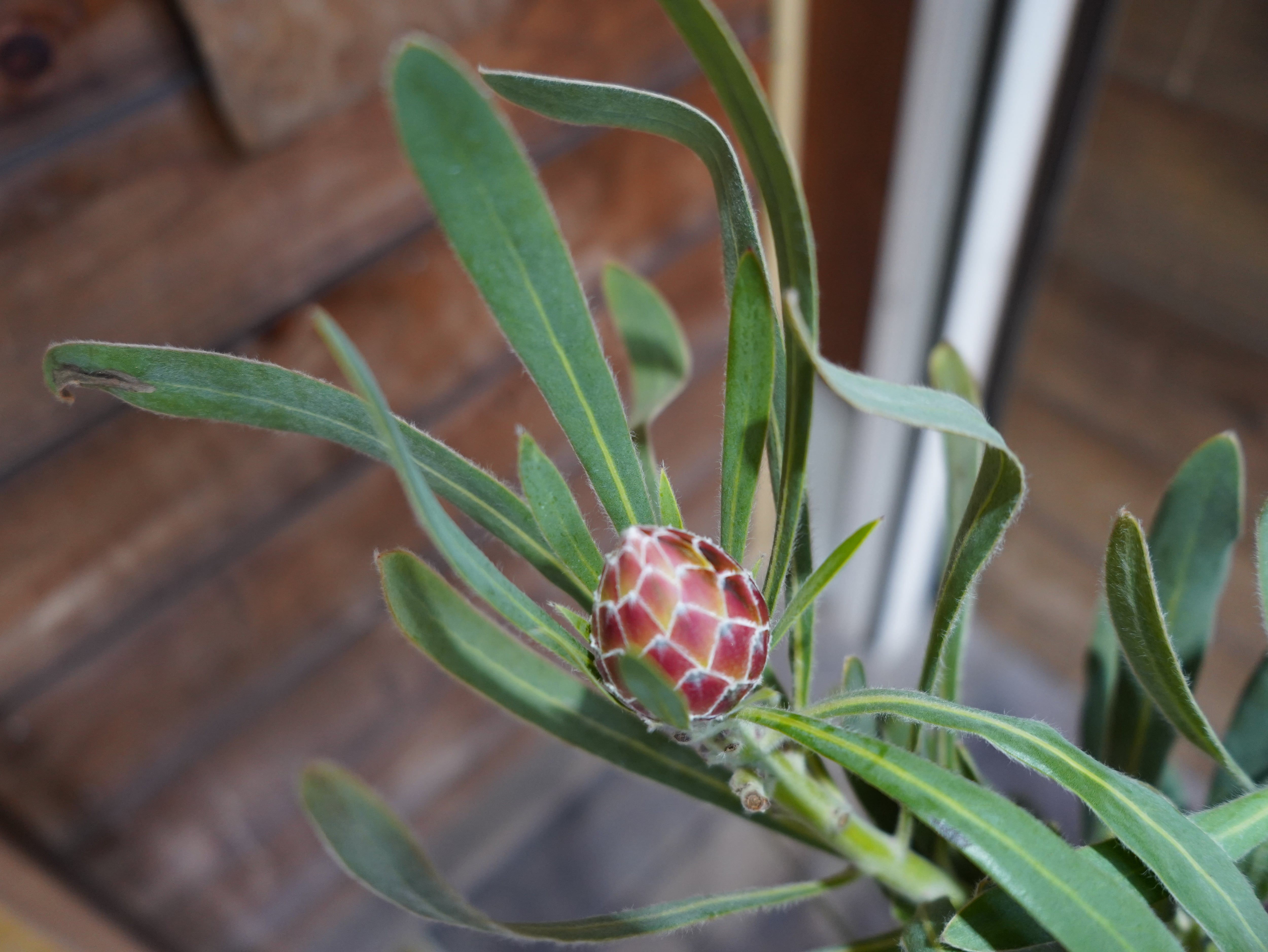 【現物】プロテア　”ポッサムマジック”