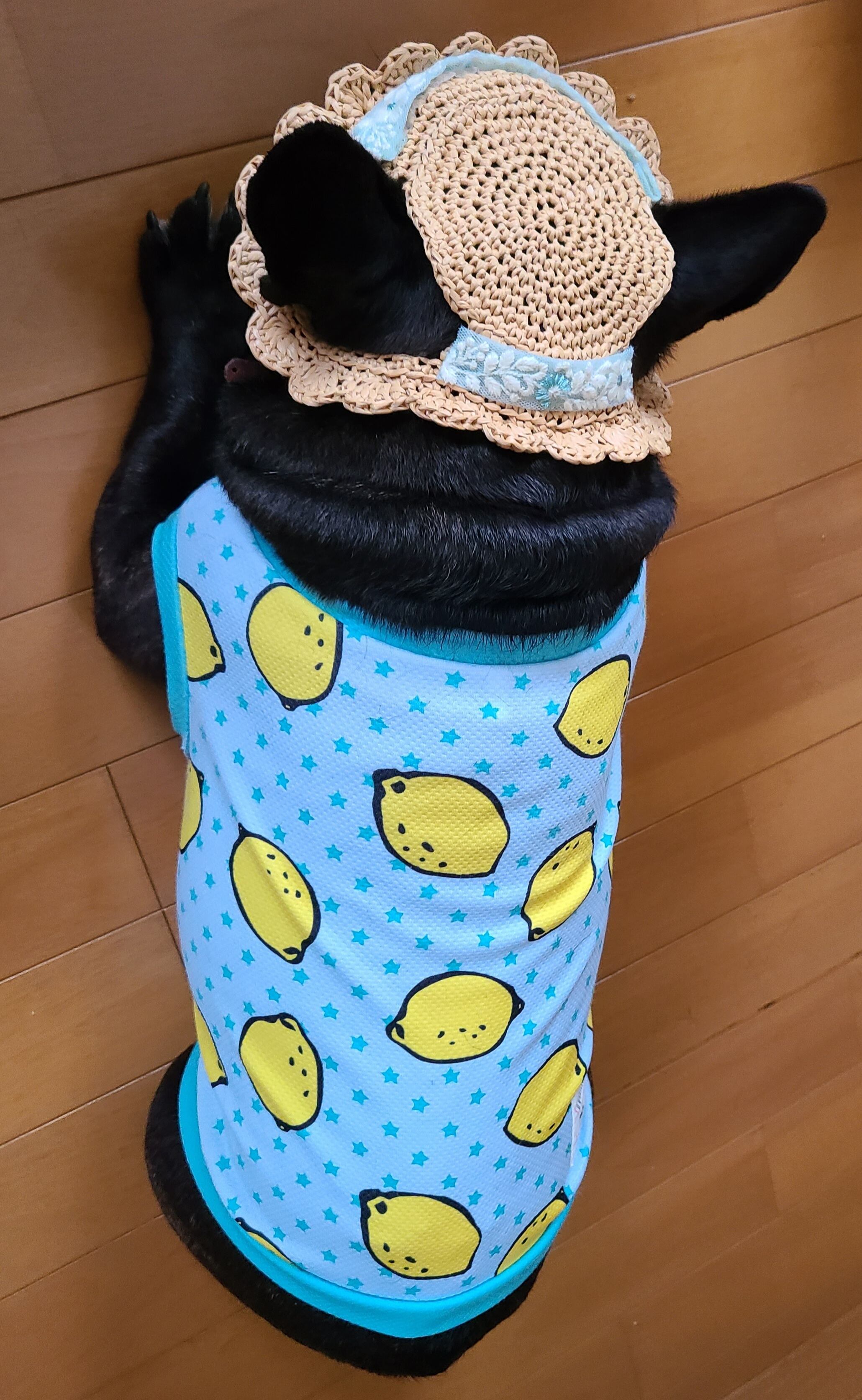 耳が出る麦わら帽子(犬用)『ナチュラル』 | PAY ID
