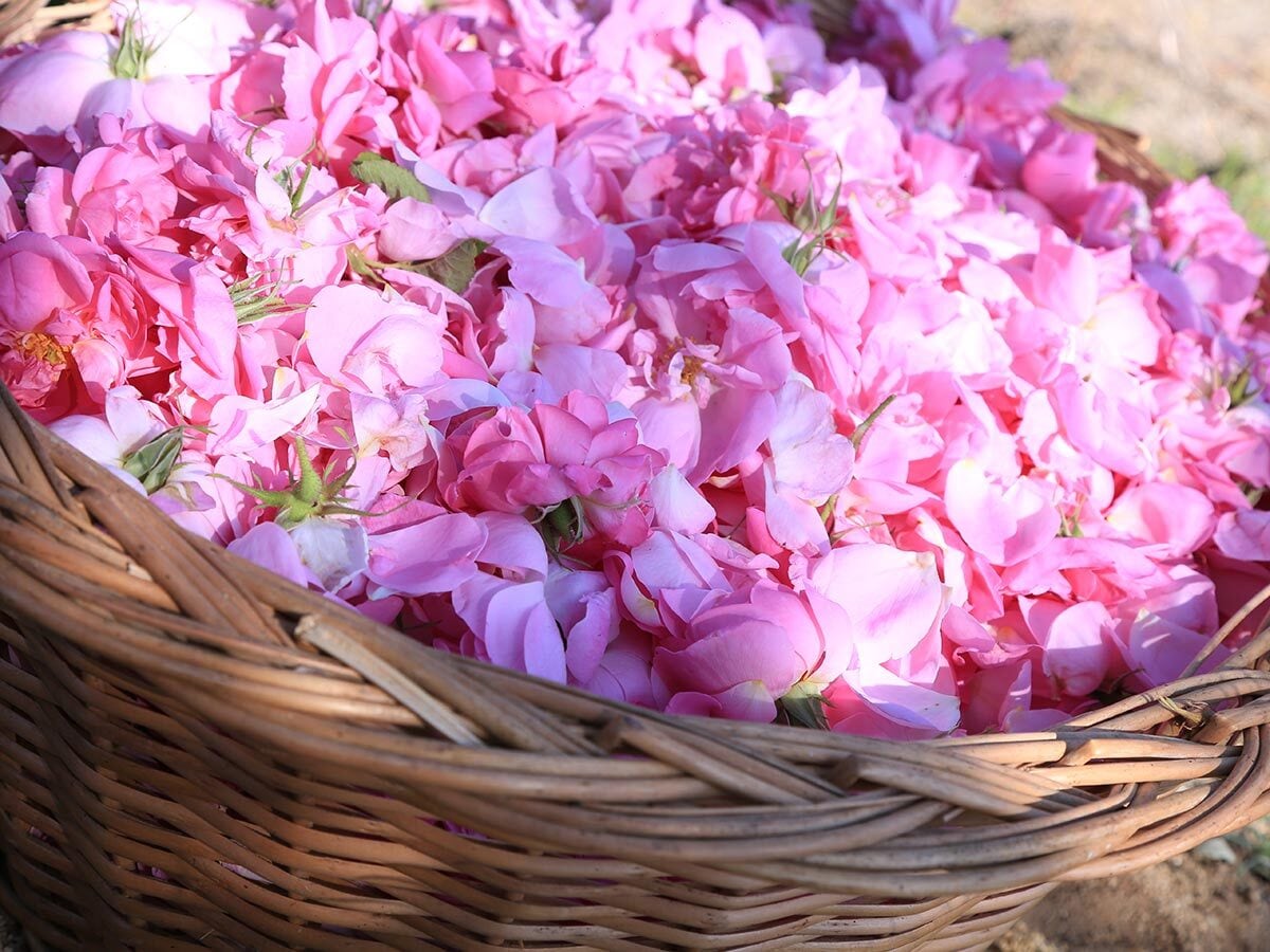 nini バネオイル　ローズ　Baneh Oil Rose Otto 新品 Baneh Beauty Oil Rose Otto バネオイル ローズオットー 30ml | Nini Japan