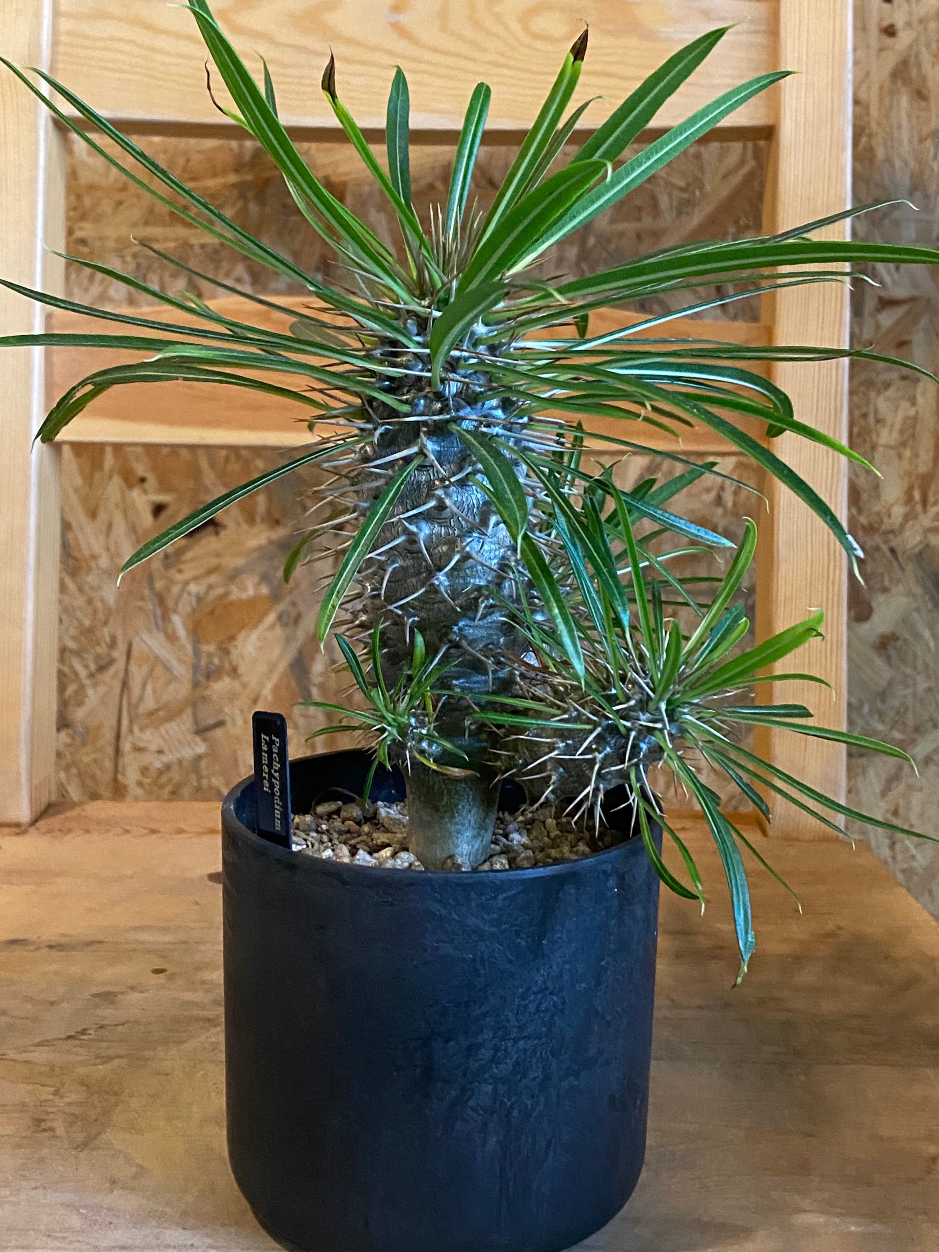 パキポディウム・ラメリー & アートストーン H23cm W20cm 口径10cm