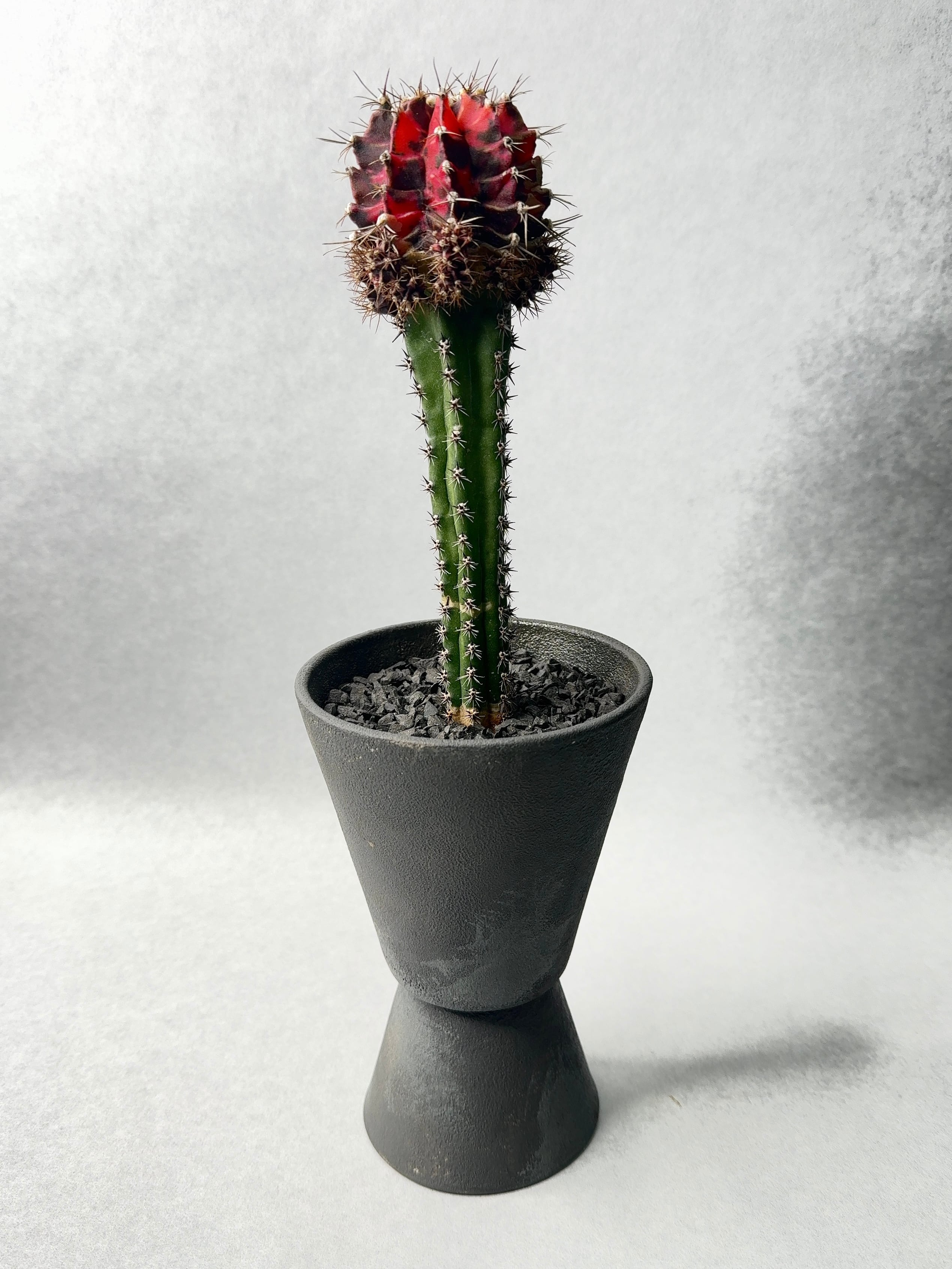 ギムノカリキウム・緋牡丹錦