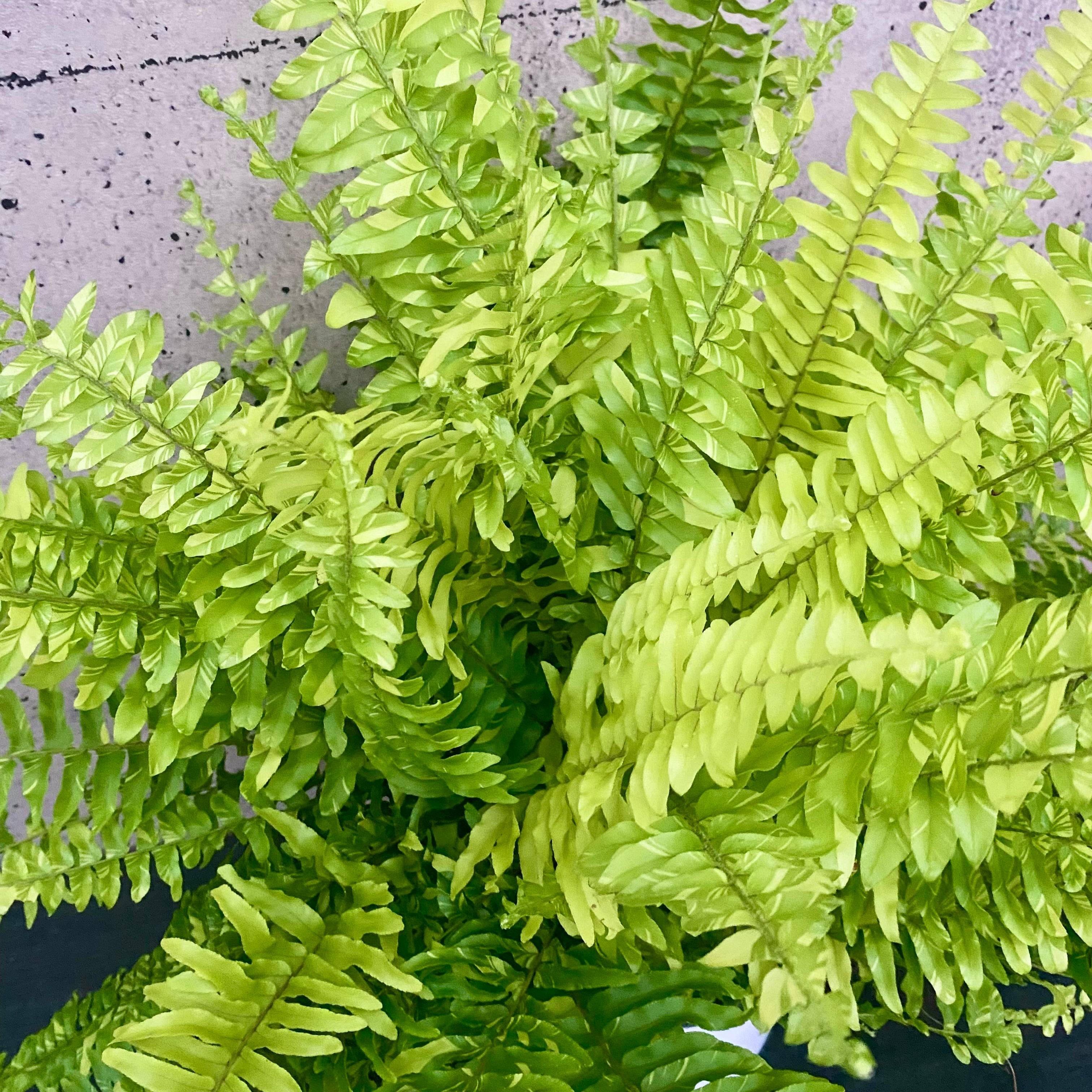 Planet Plants プラネットプランツ