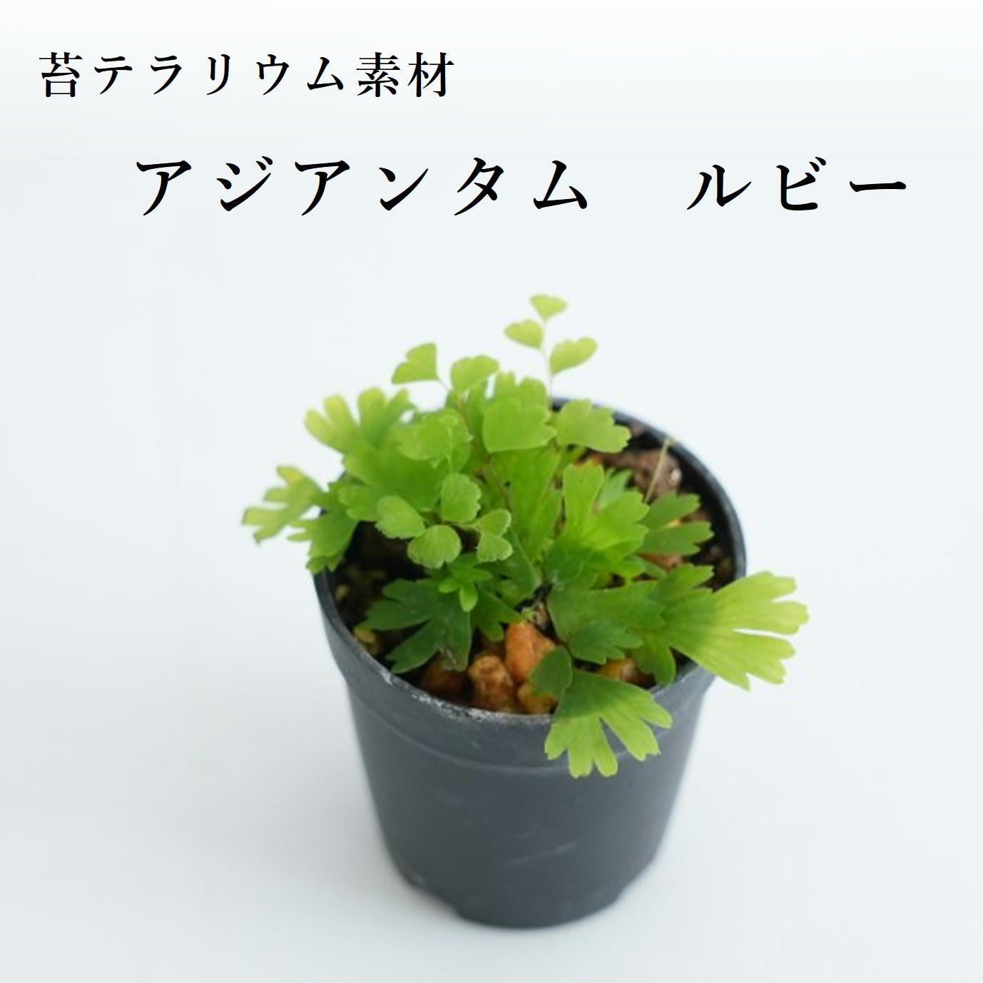 アジアンタム ウルトラグラシナリウム 苔テラリウム作製用素材