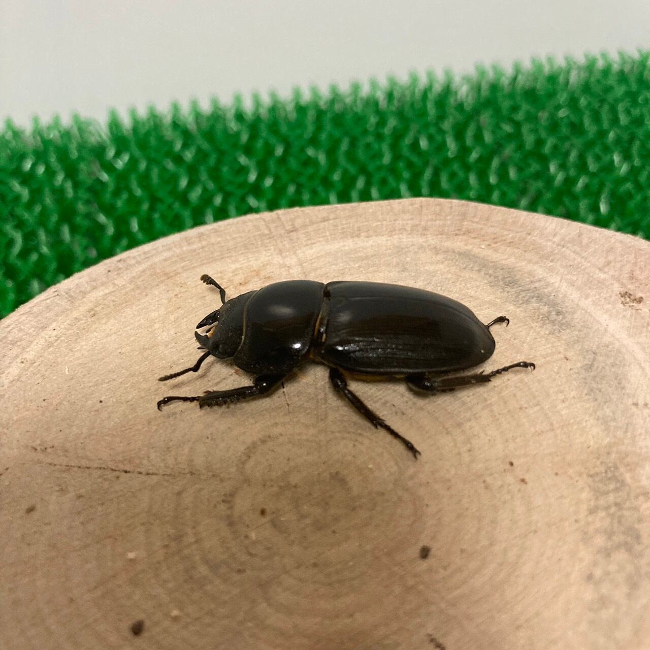 アルキデスヒラタクワガタ ♂70ミリ～♂74ミリ5ペアー・アチェ・短歯