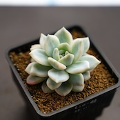 モンロー錦 Echeveria 'Monroe Variegated'