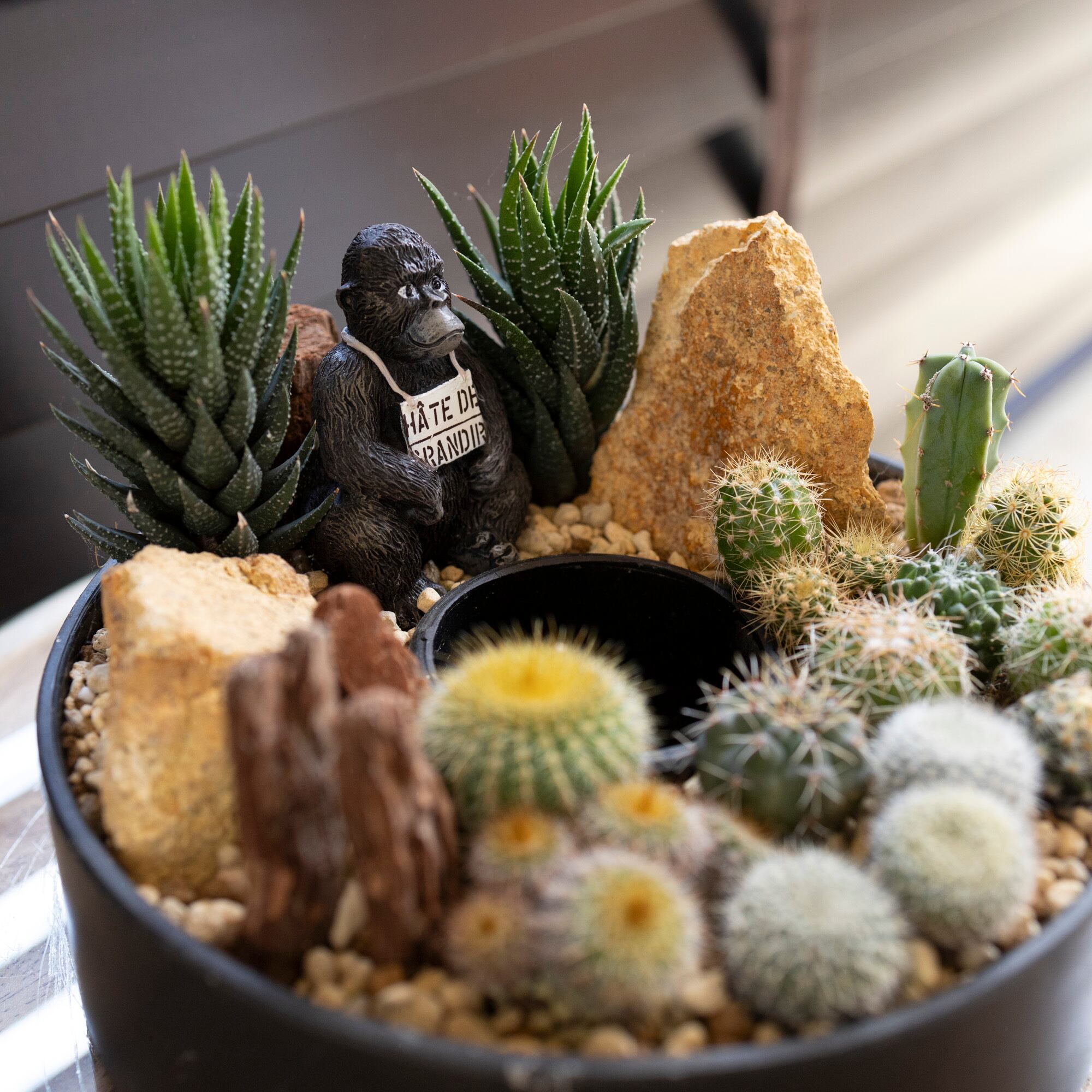 サリーの肉球様用！ サリーの肉球様用！ サリーの肉球様用！ サリーの肉球様用！