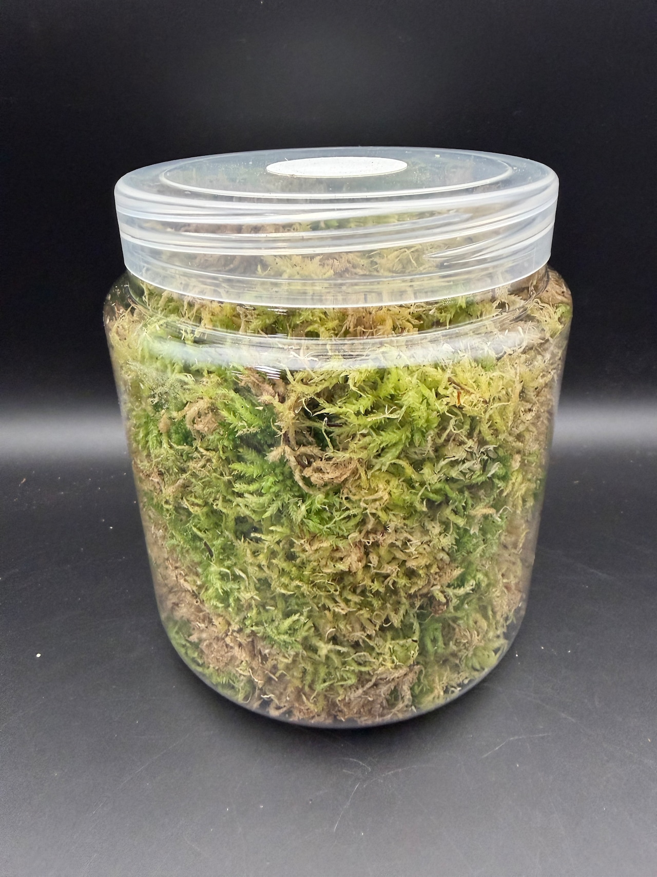 【2L】国産 摘み立て生水苔(生きた水苔)