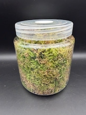 【2L】国産 摘み立て生水苔(生きた水苔)