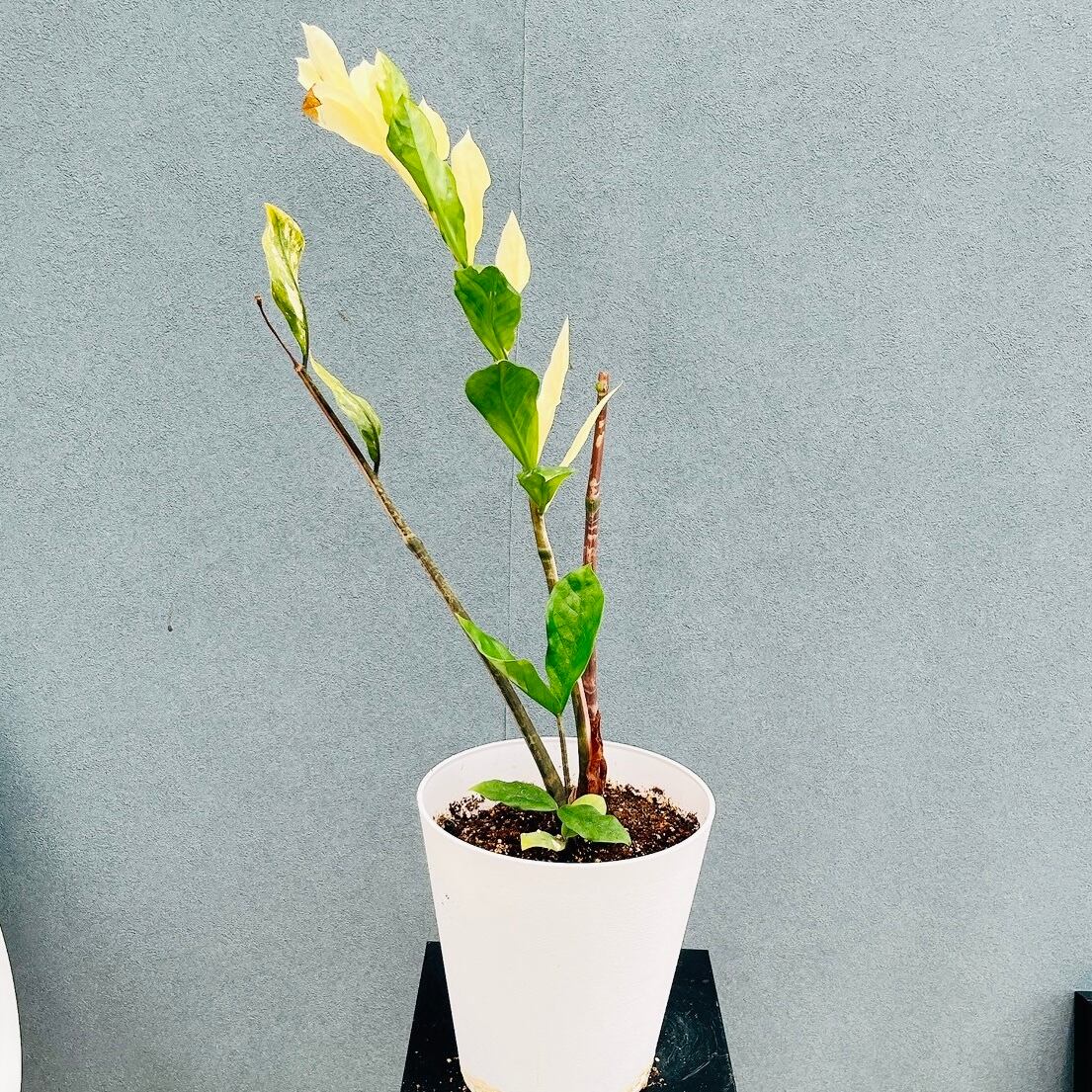 現品］【希少】セサモタムナス ブッセアヌス 観葉植物 レア ゴマ